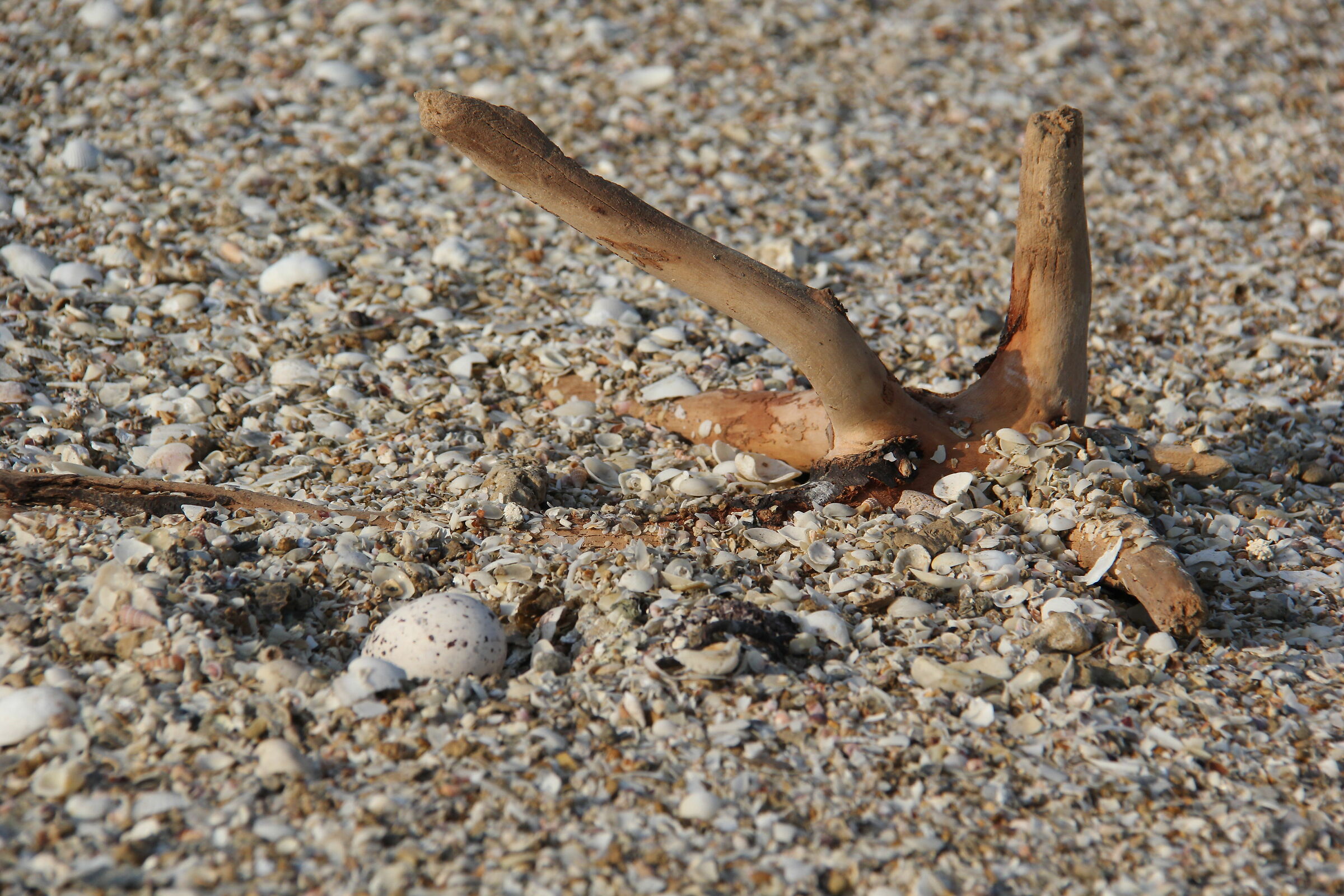 Thalasseus bergii home