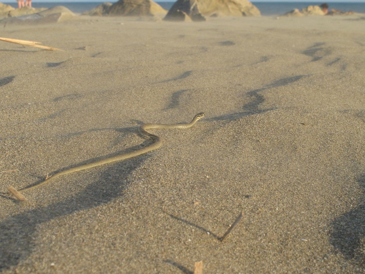 incontro sulla spiaggia