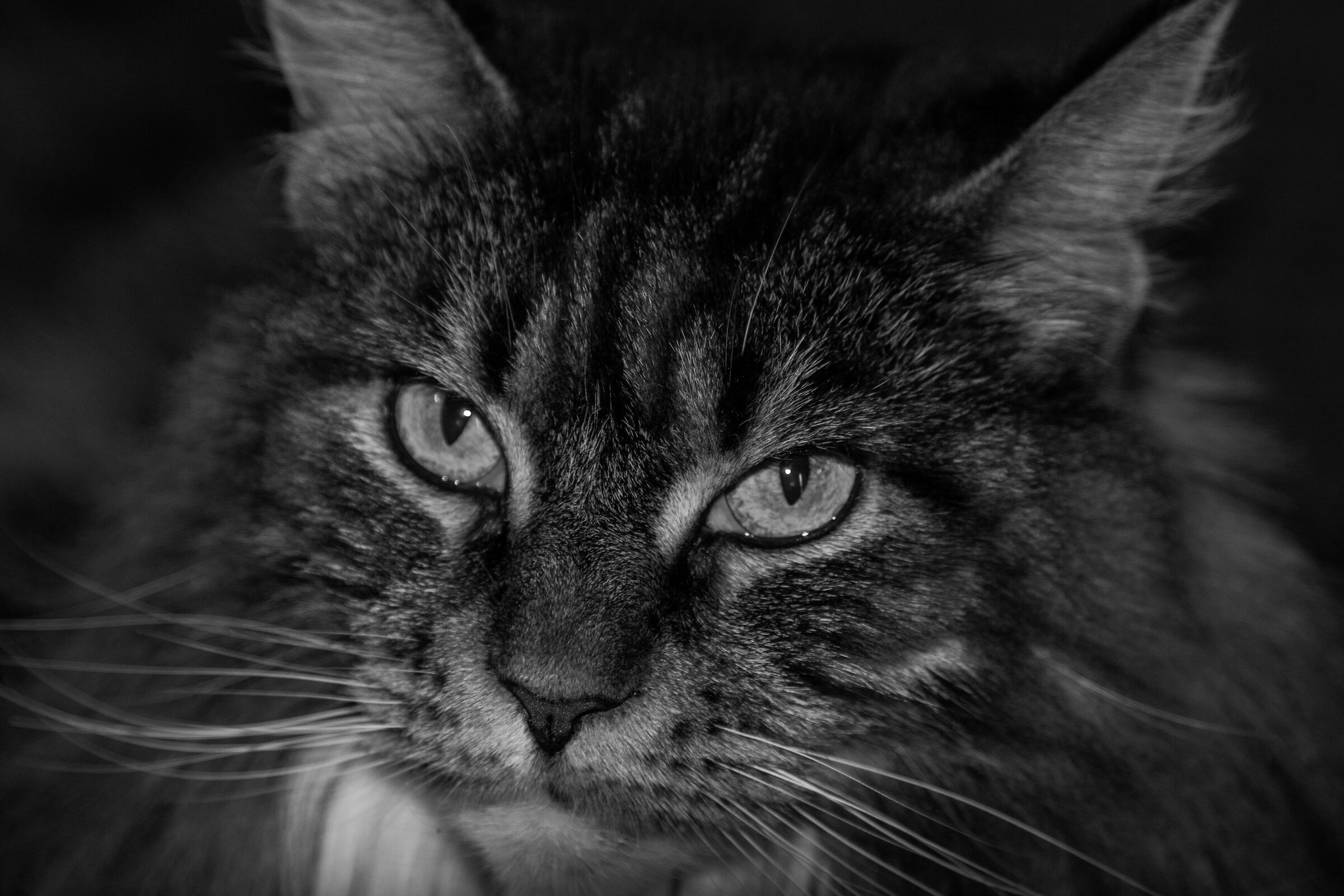Feline look