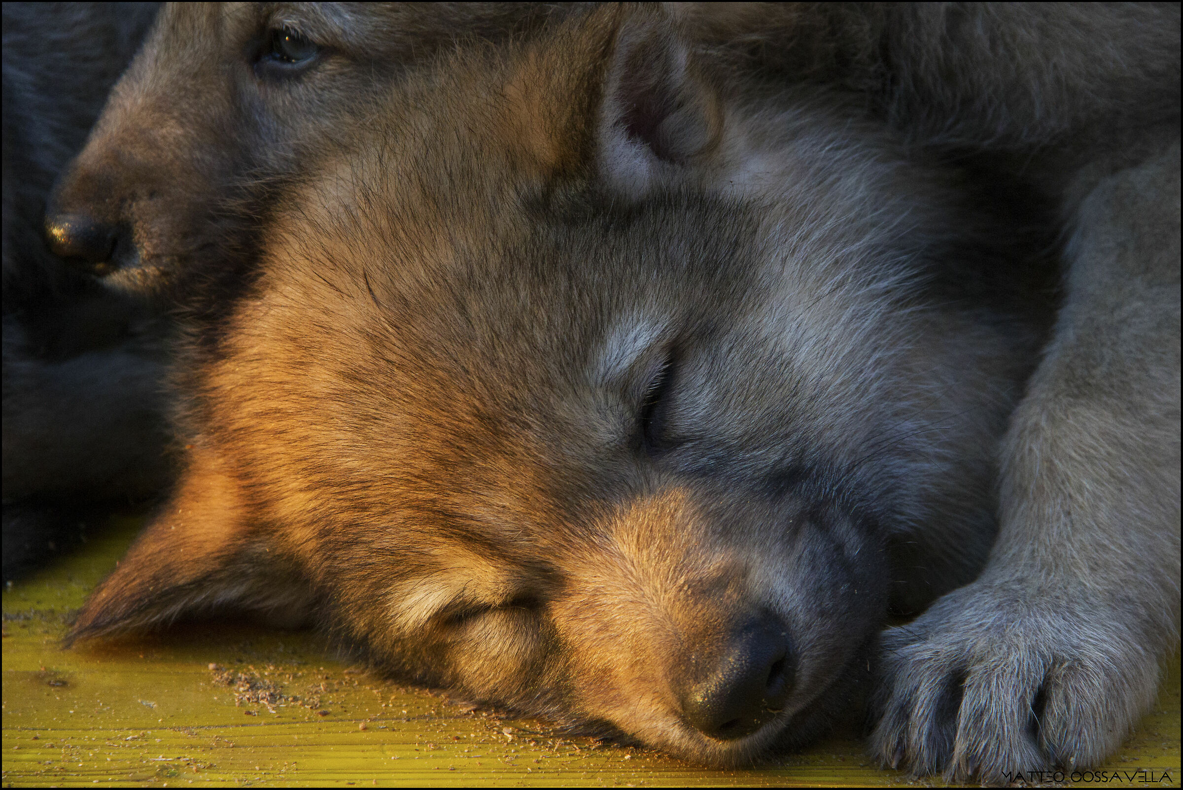cucciolo lupo cecoslovacco