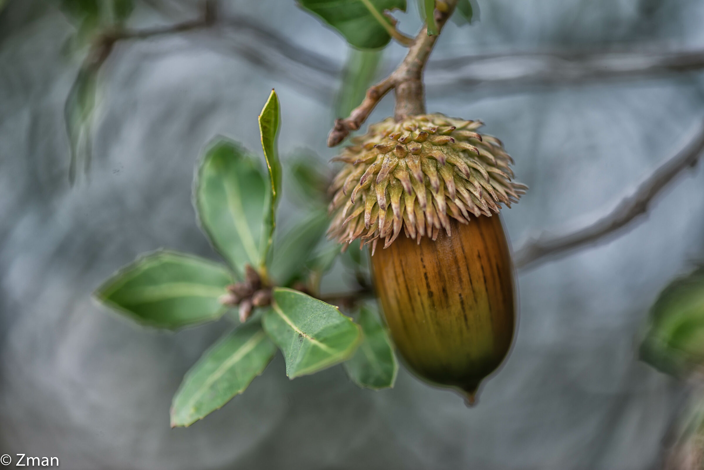 Acorn