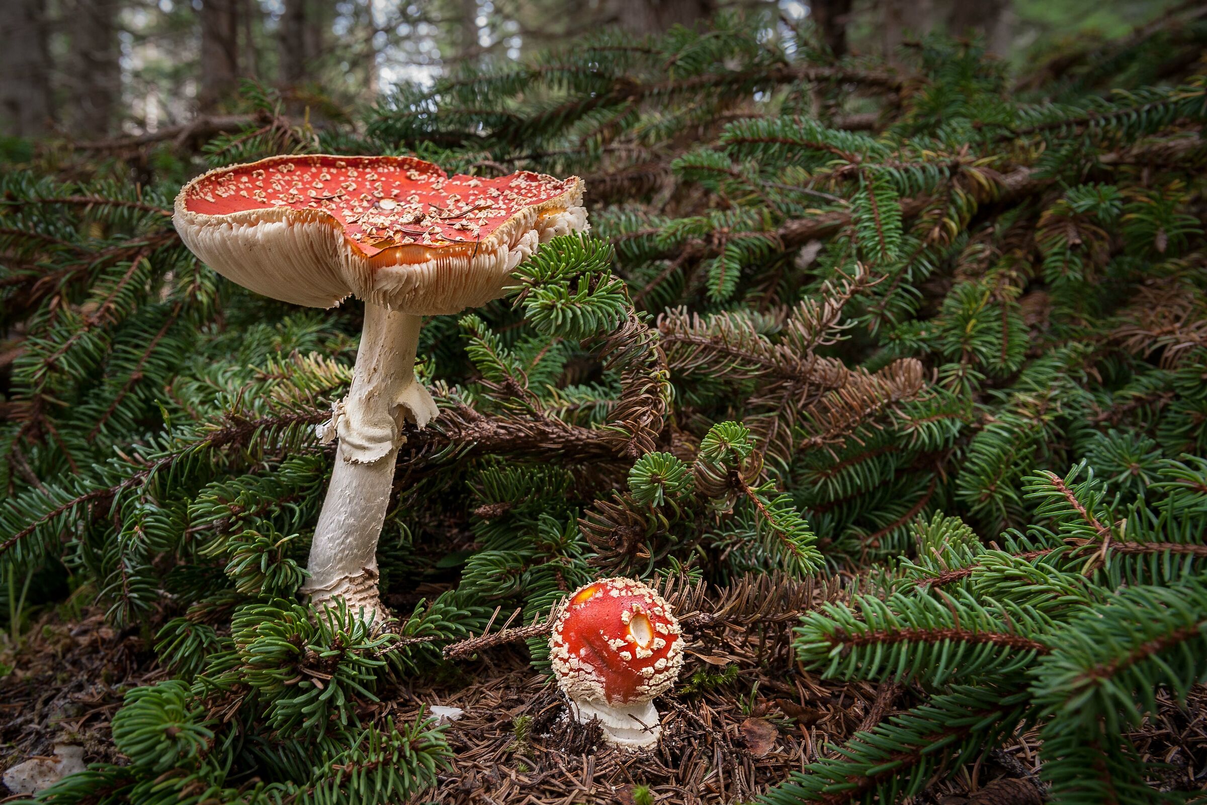 Amanita Muscaria