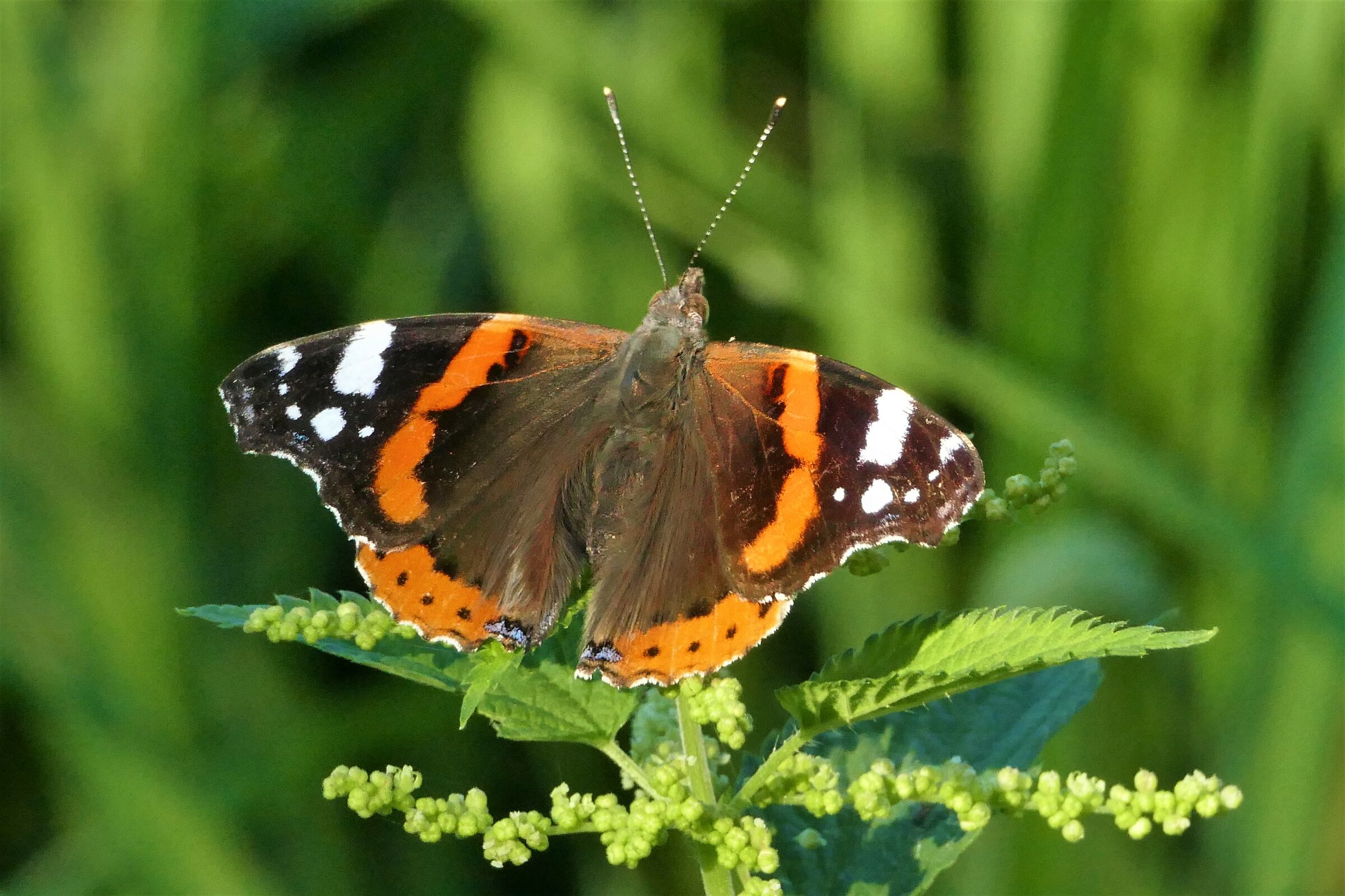 vanessa ali spiegate