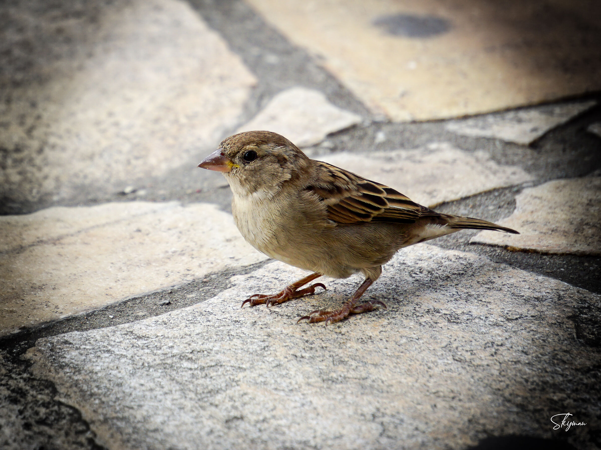Sparrow 1