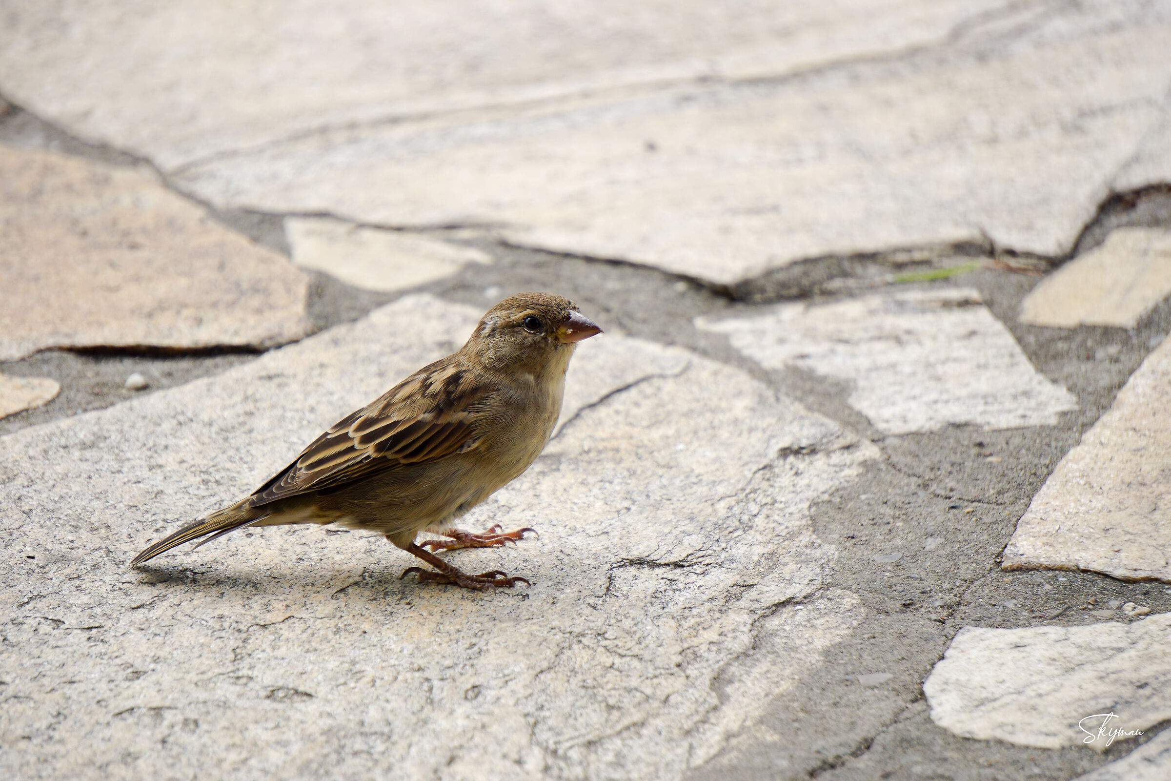 Sparrow 2