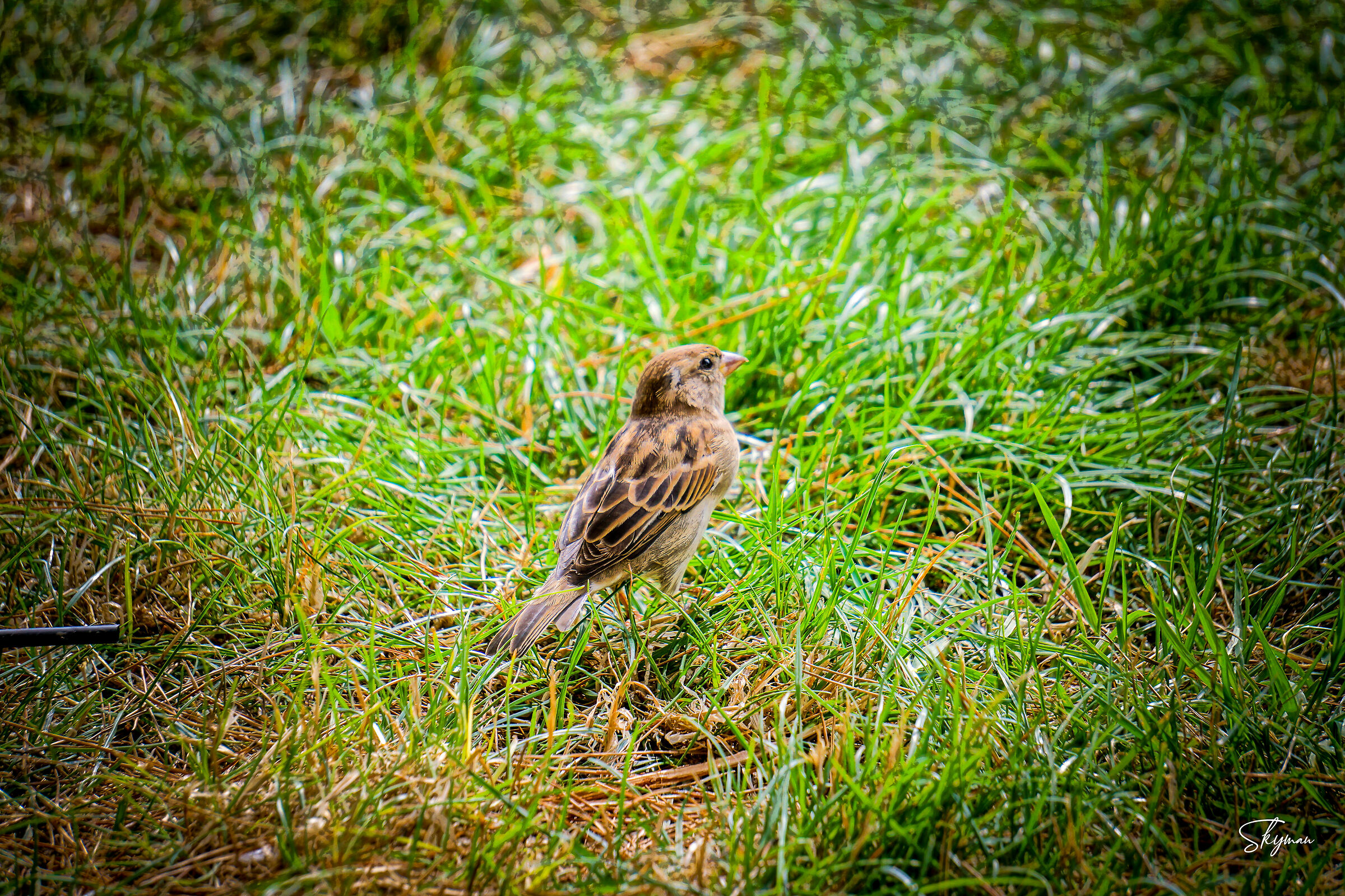 Sparrow in the Meadow