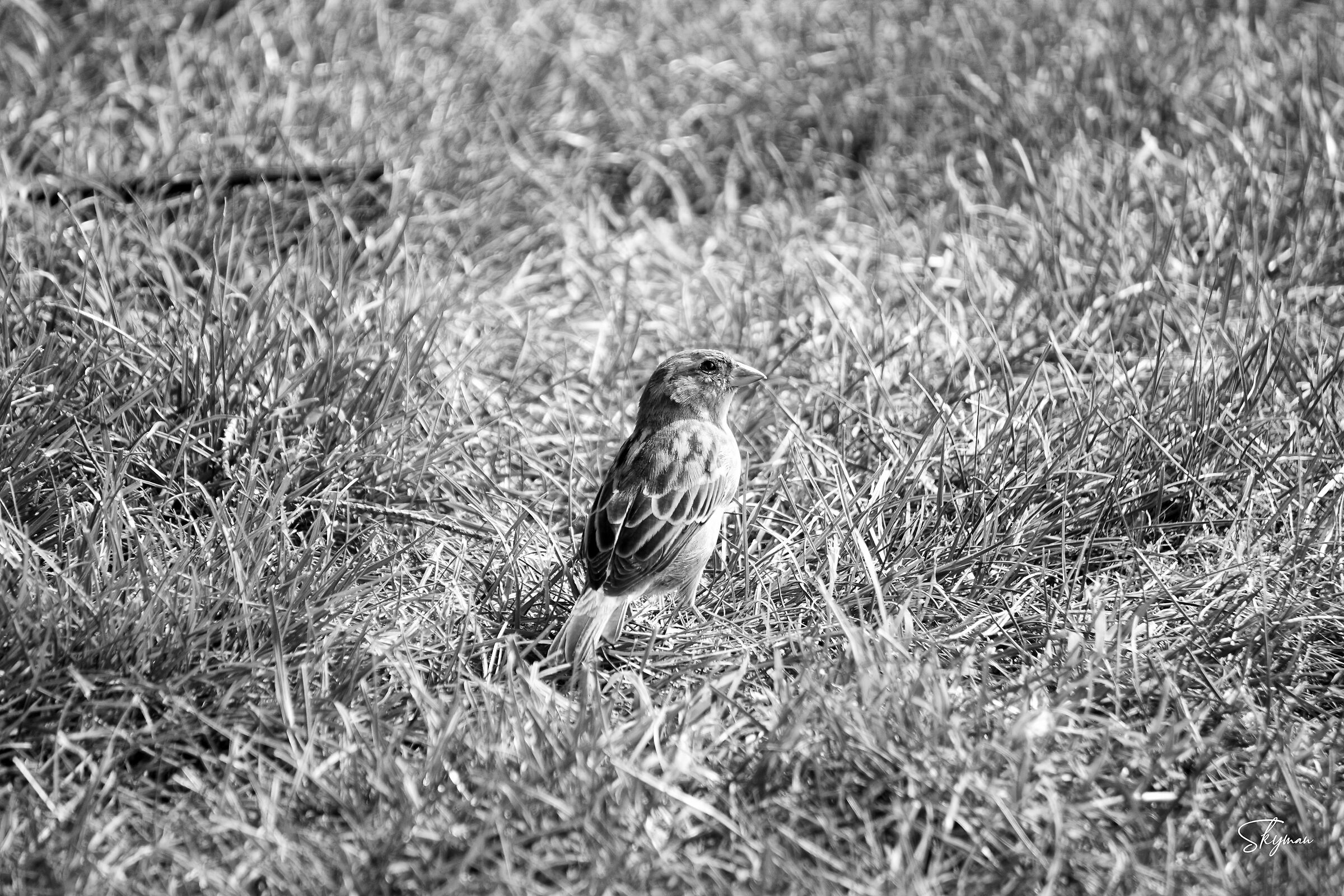 Sparrow B/W