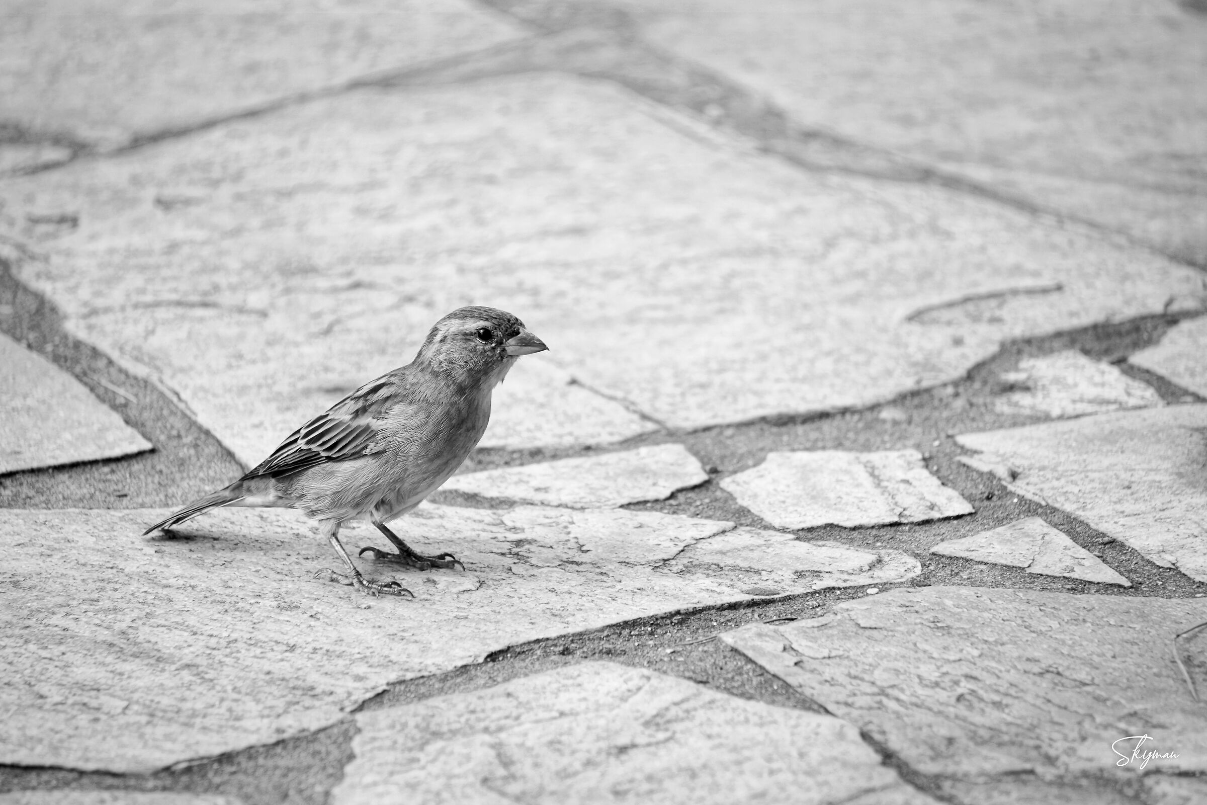Sparrow B/W 2