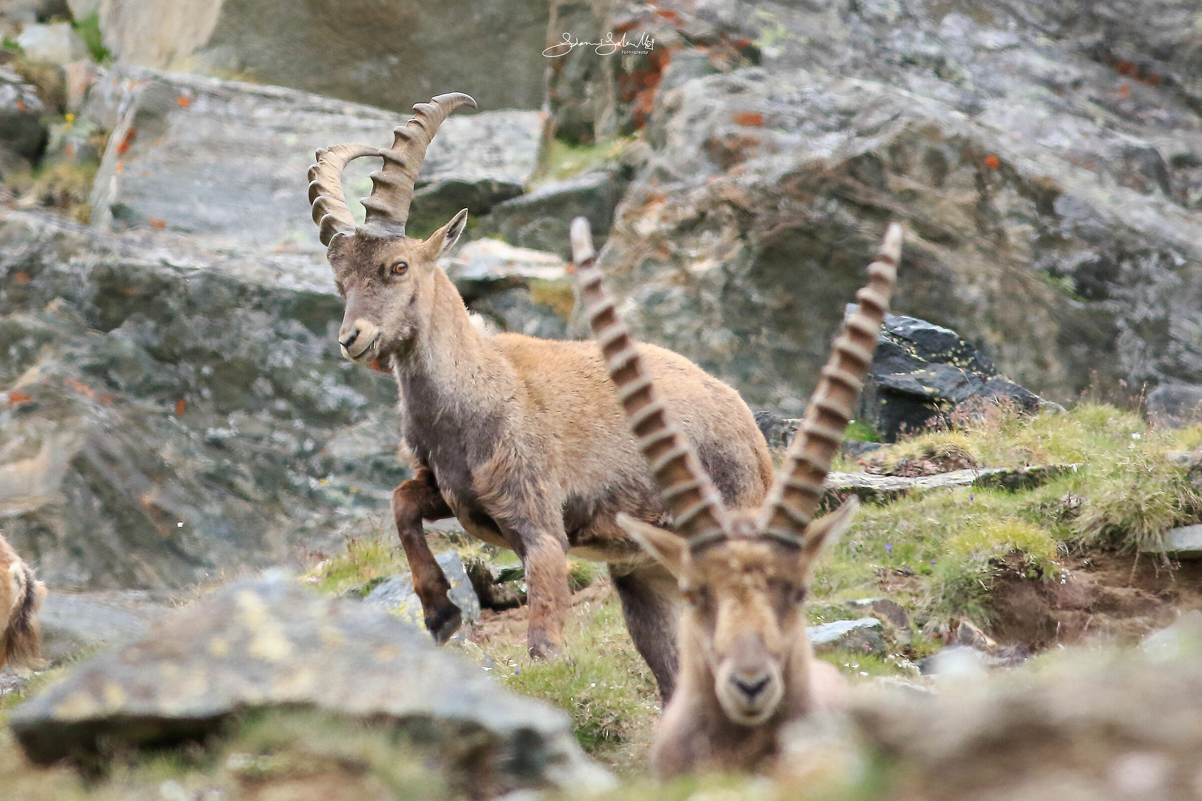 The ghost of the ibex