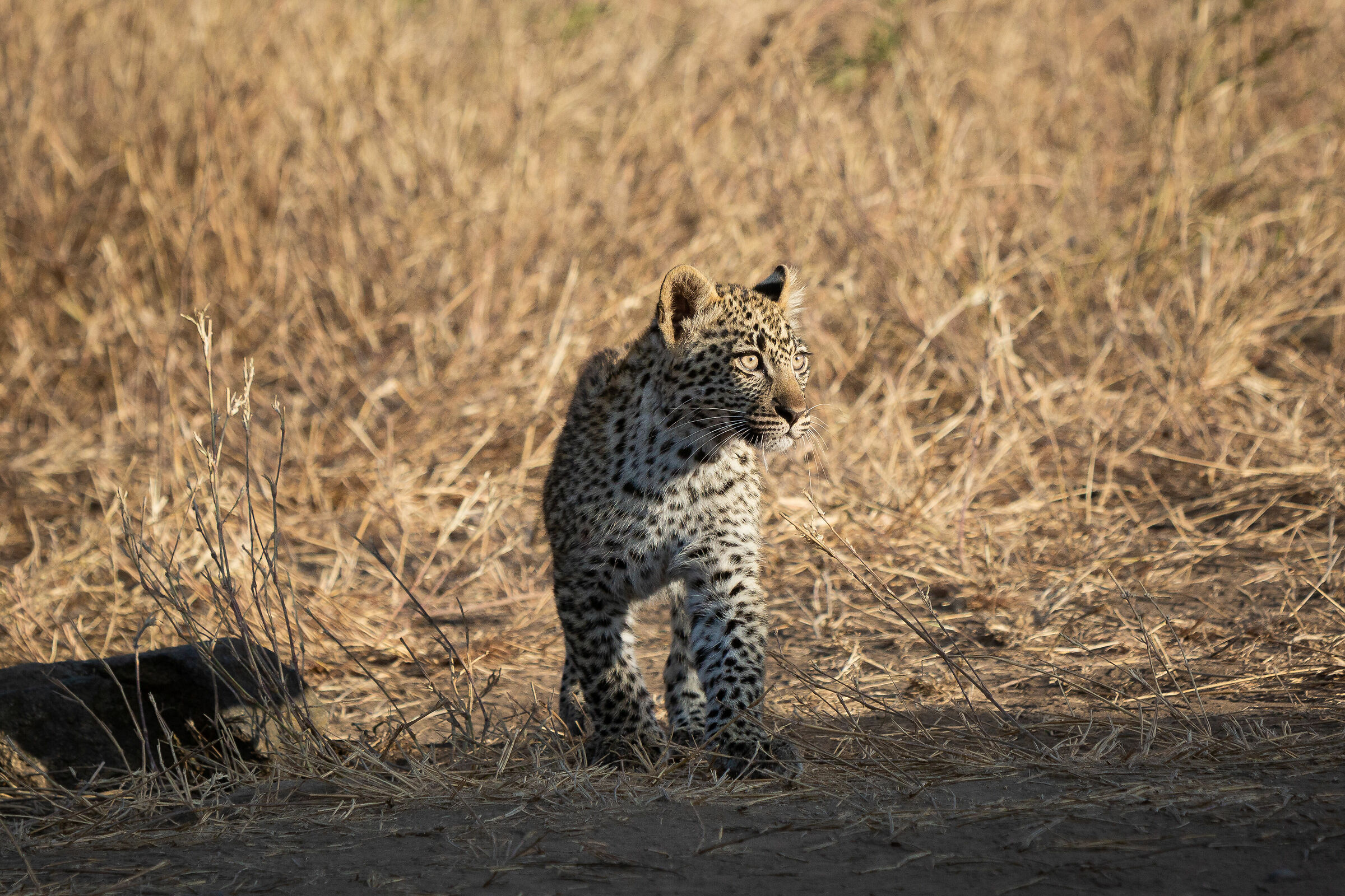 Baby Leopard