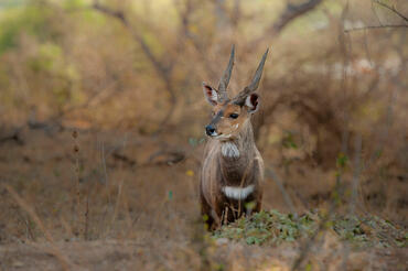 Tragelaphus scriptus