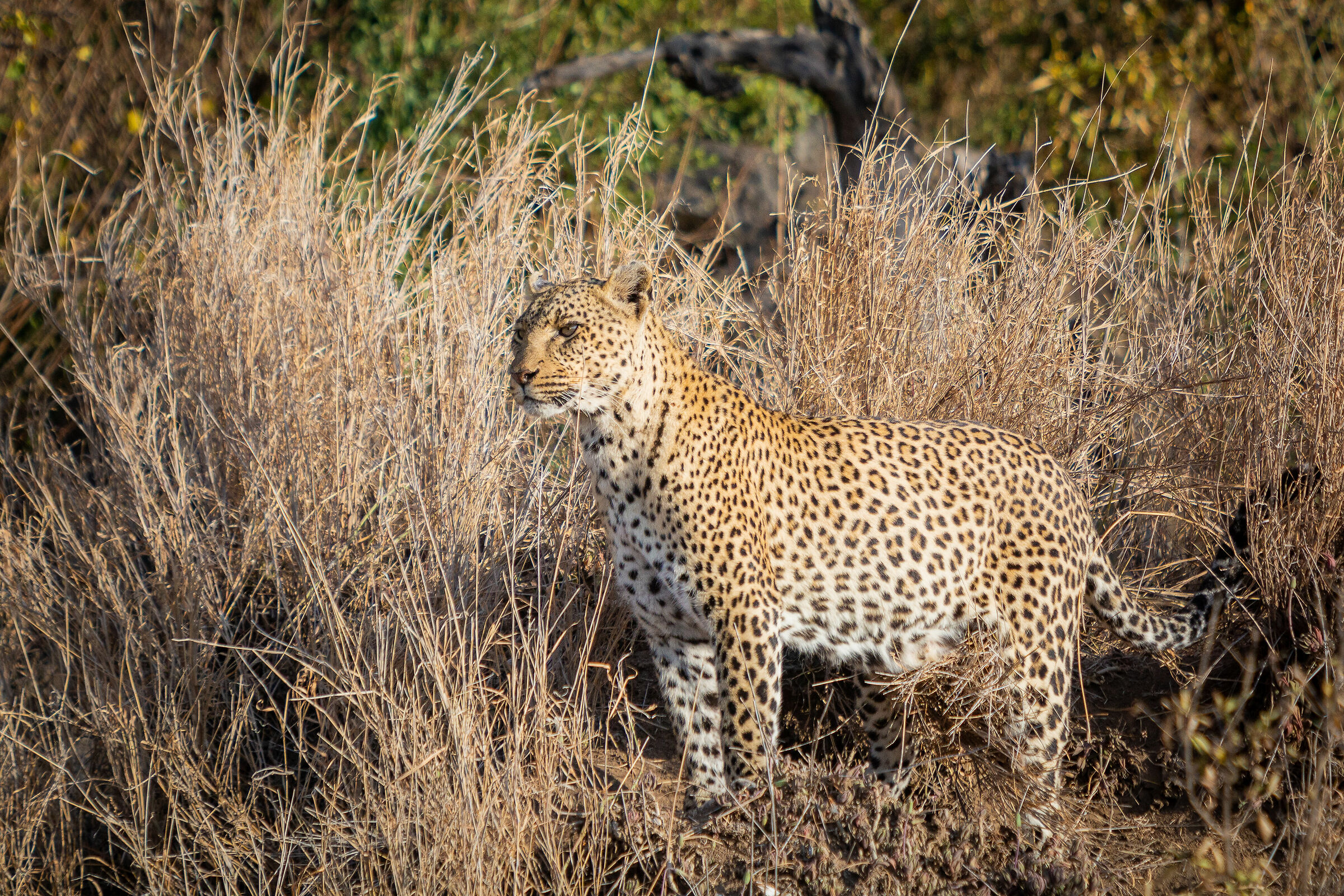 Leopard. Serengeti NP