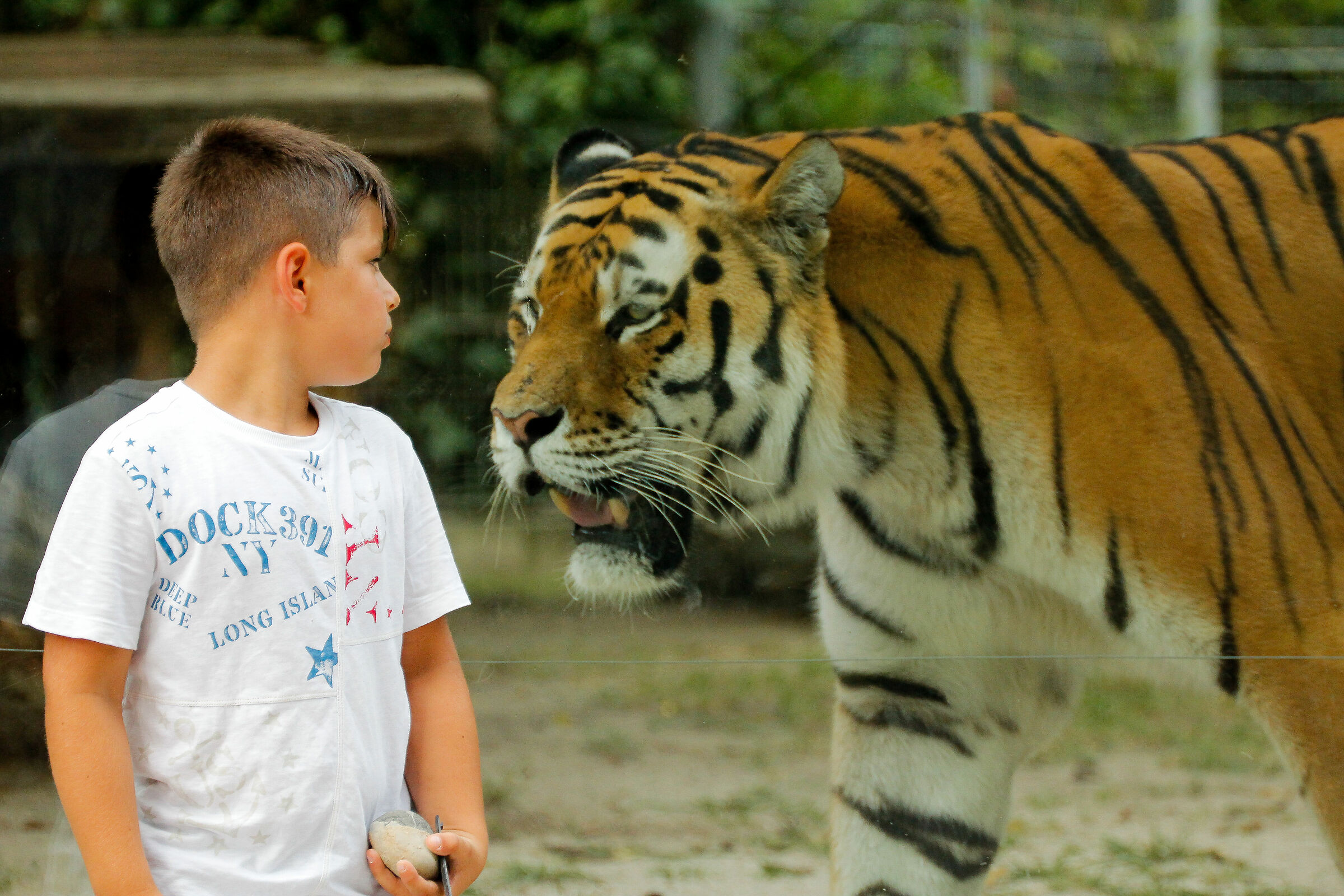 Face to face with the tiger