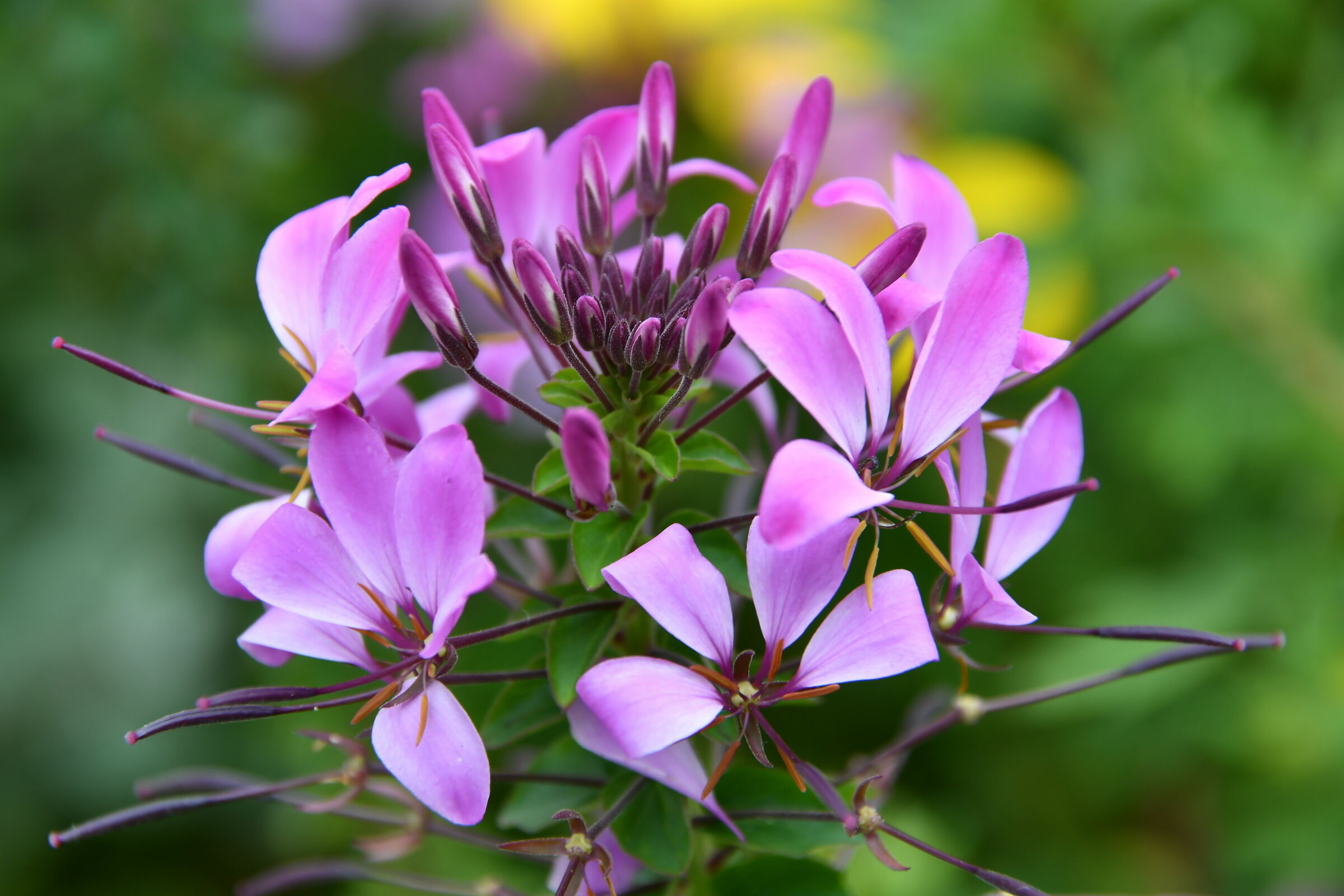 Dalla montagna.......