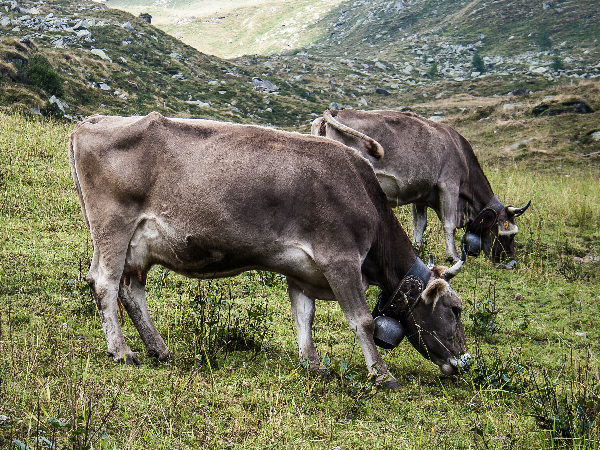 Grazing freely