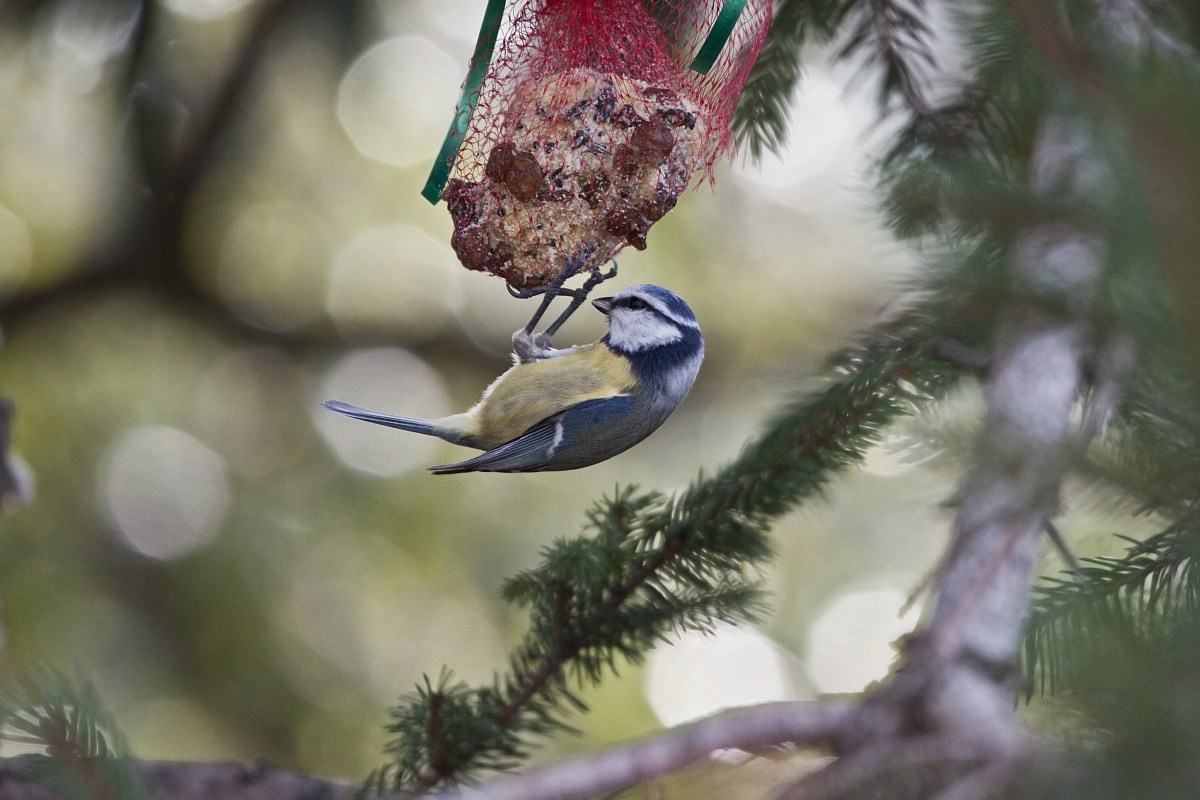 cinciarella su pallina