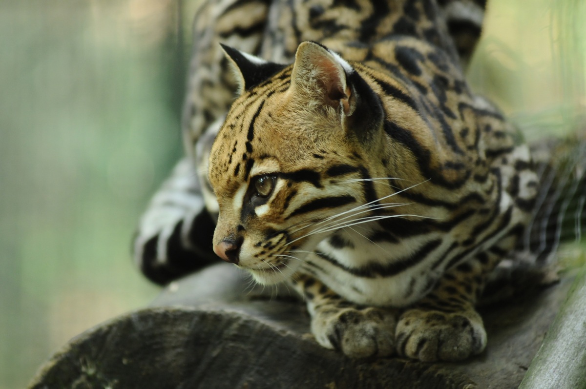 Ocelot