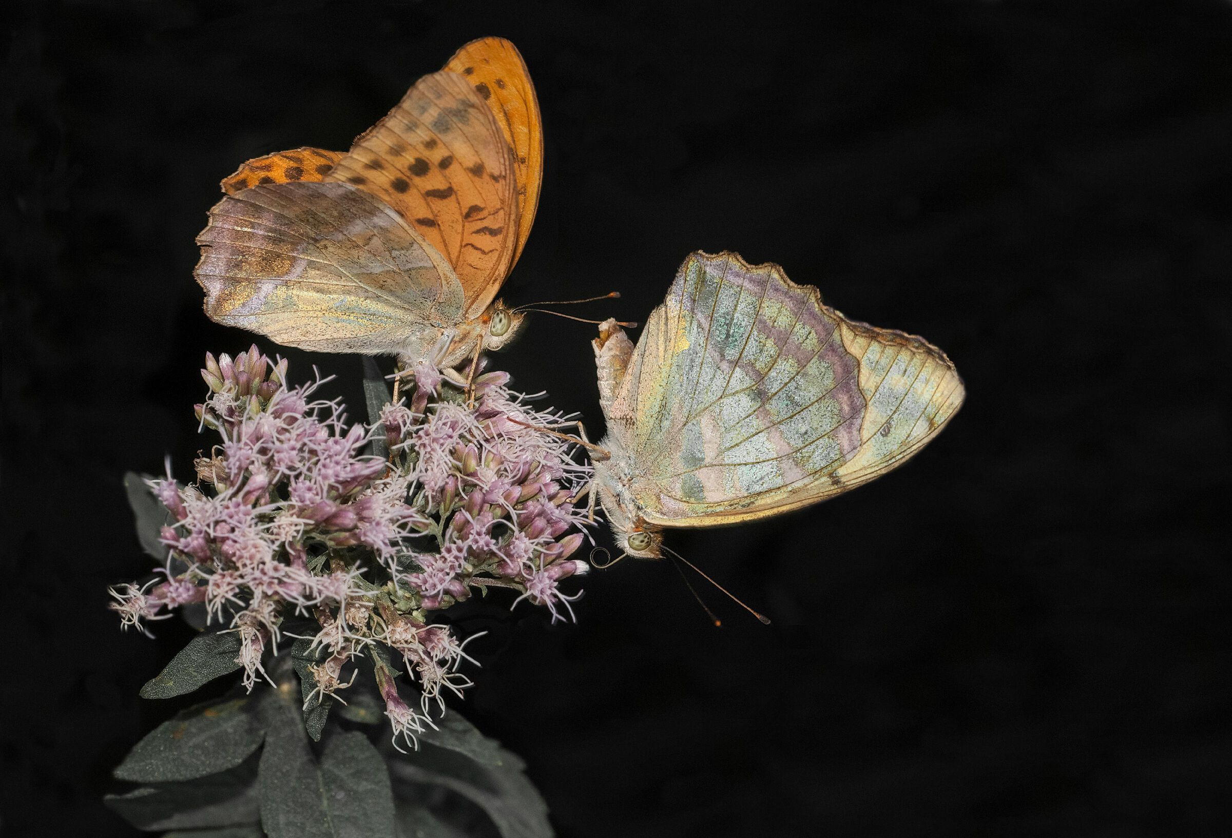 Agrynnis paphia - Il corteggiamento