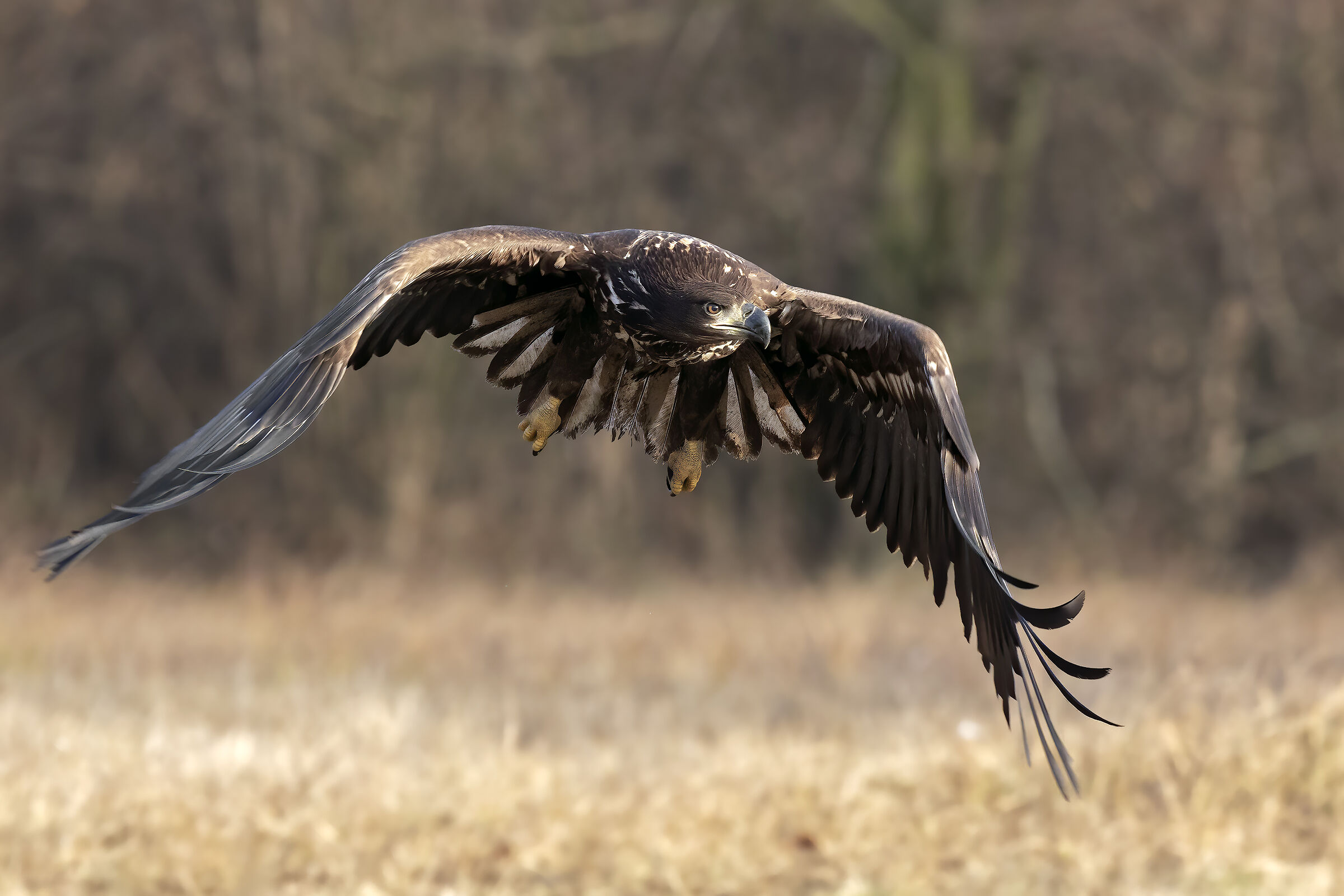 White-tailed sea eagle