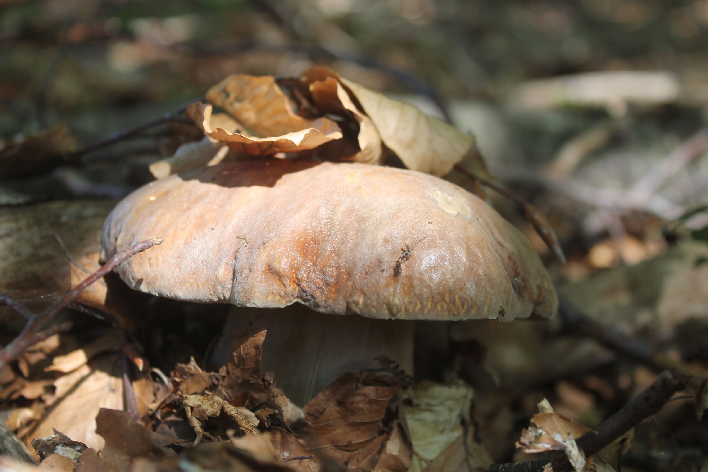 boletus reticulatus