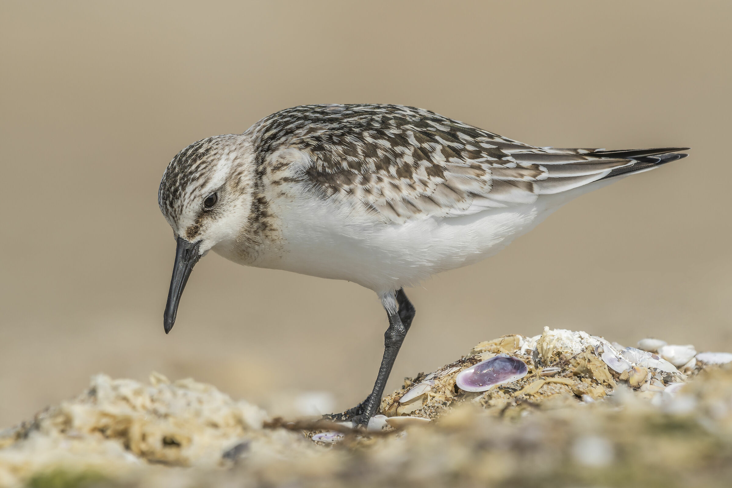 Calidris Dawn