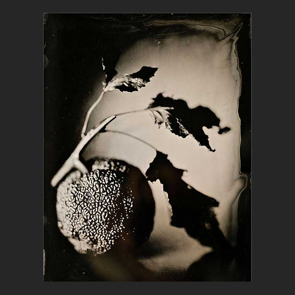 still Life - Collodio Umido - Tintype Plexiglass 18x24