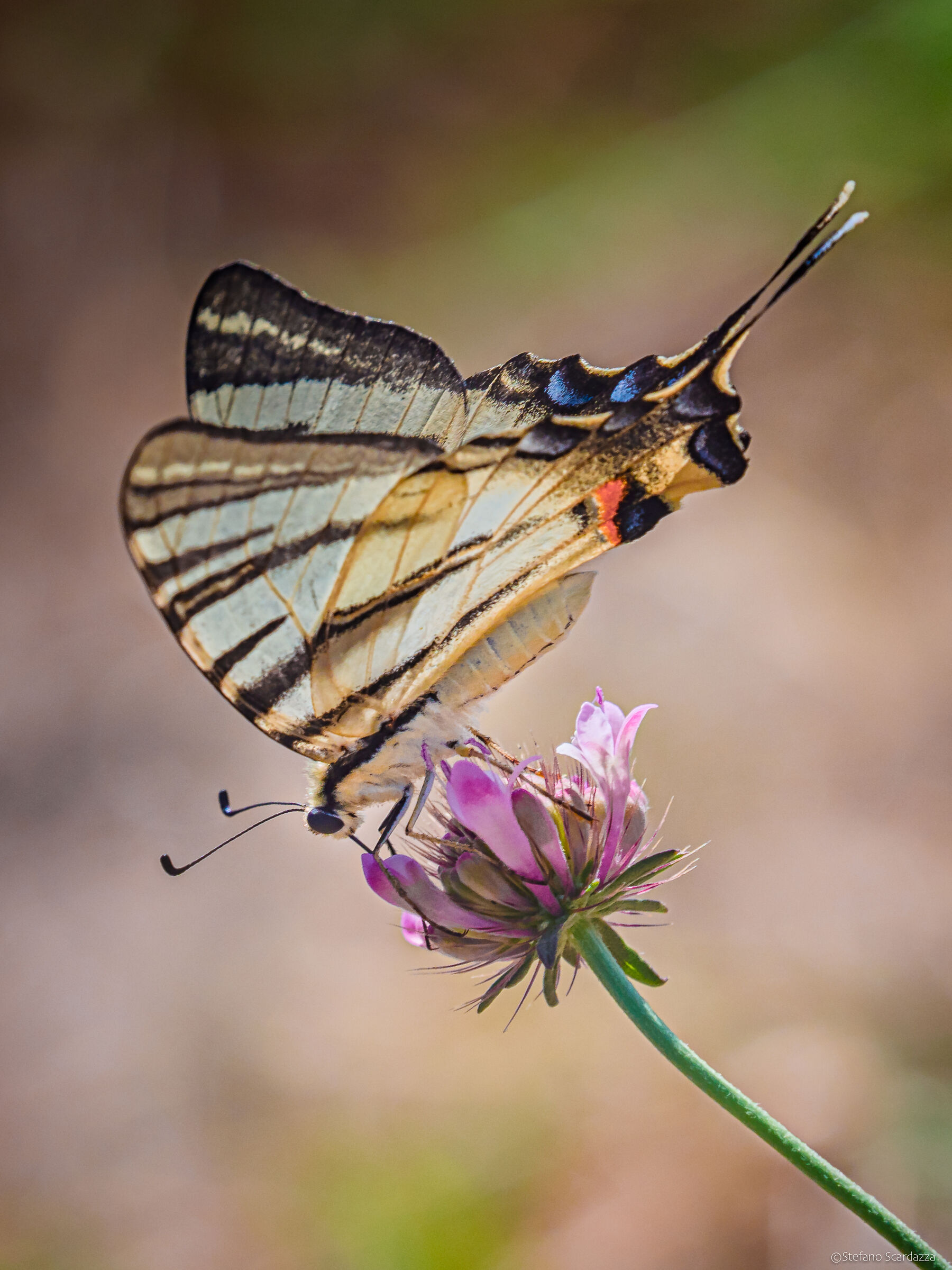 Iphiclides podalirius