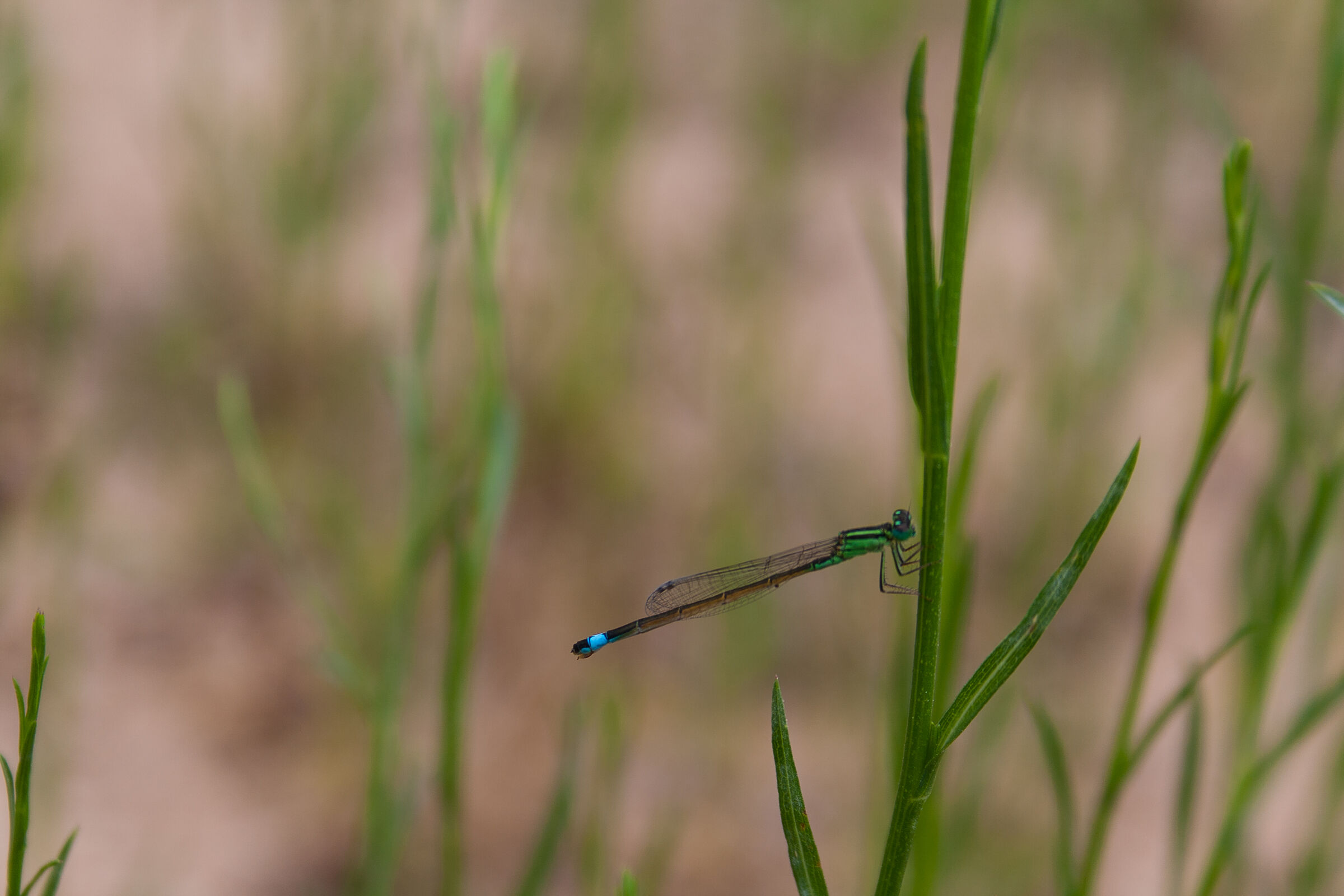 The rest of the dragonfly