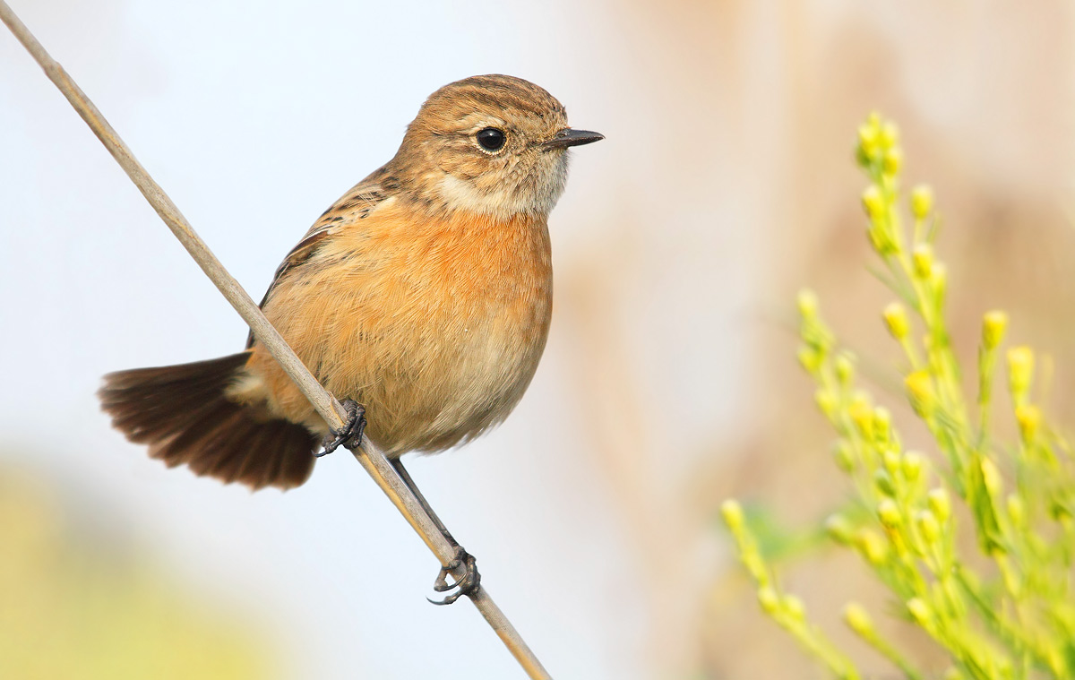 Stonechat