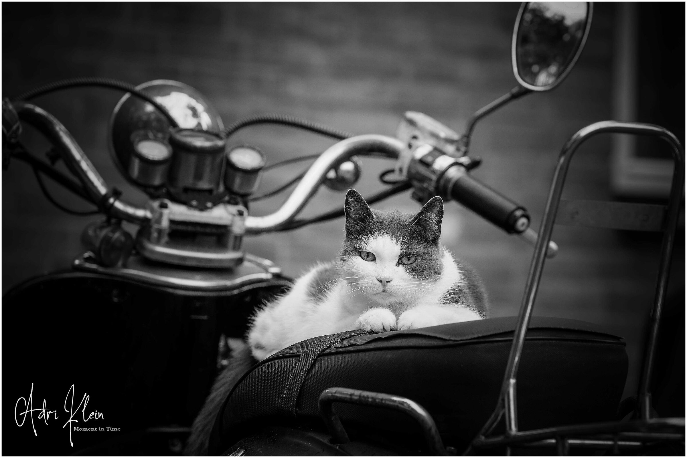 Biker cat