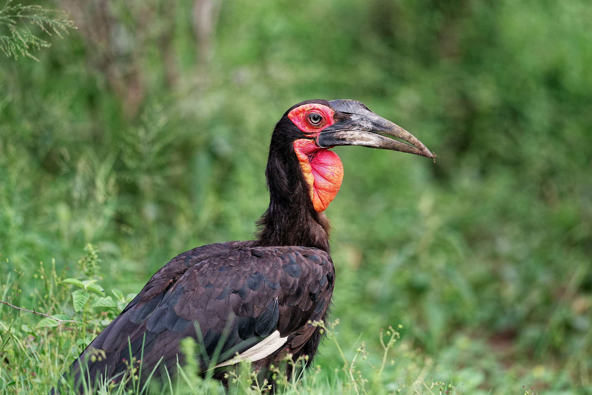Bucorvo di leadbeater