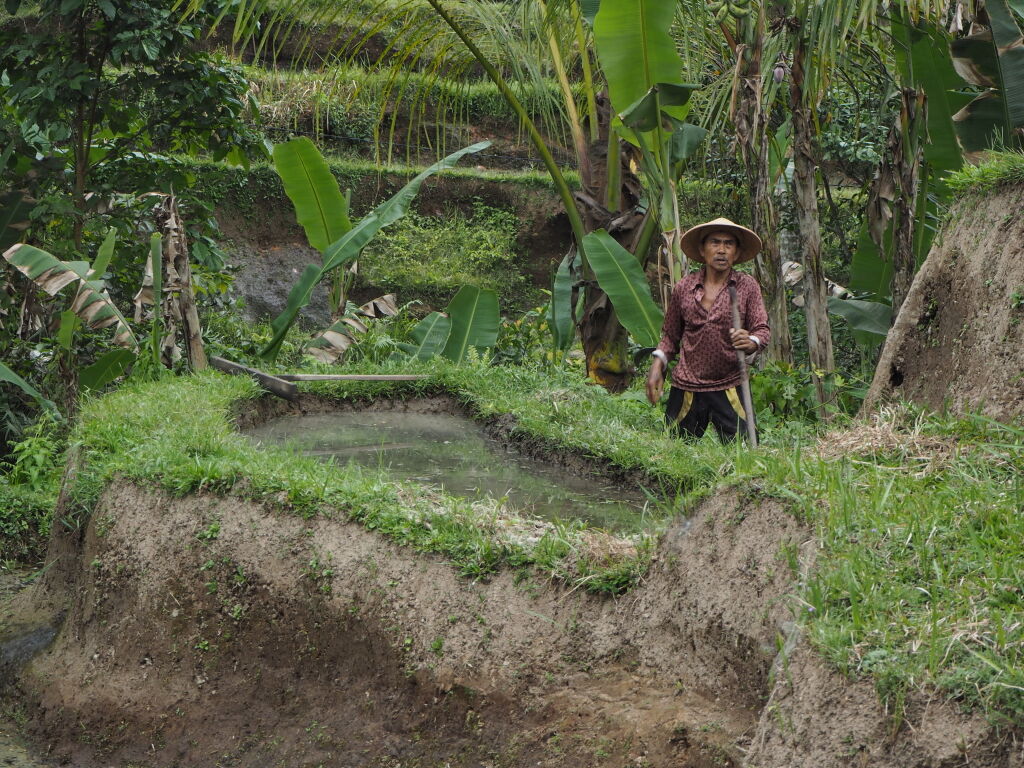Nasi goreng, the origins
