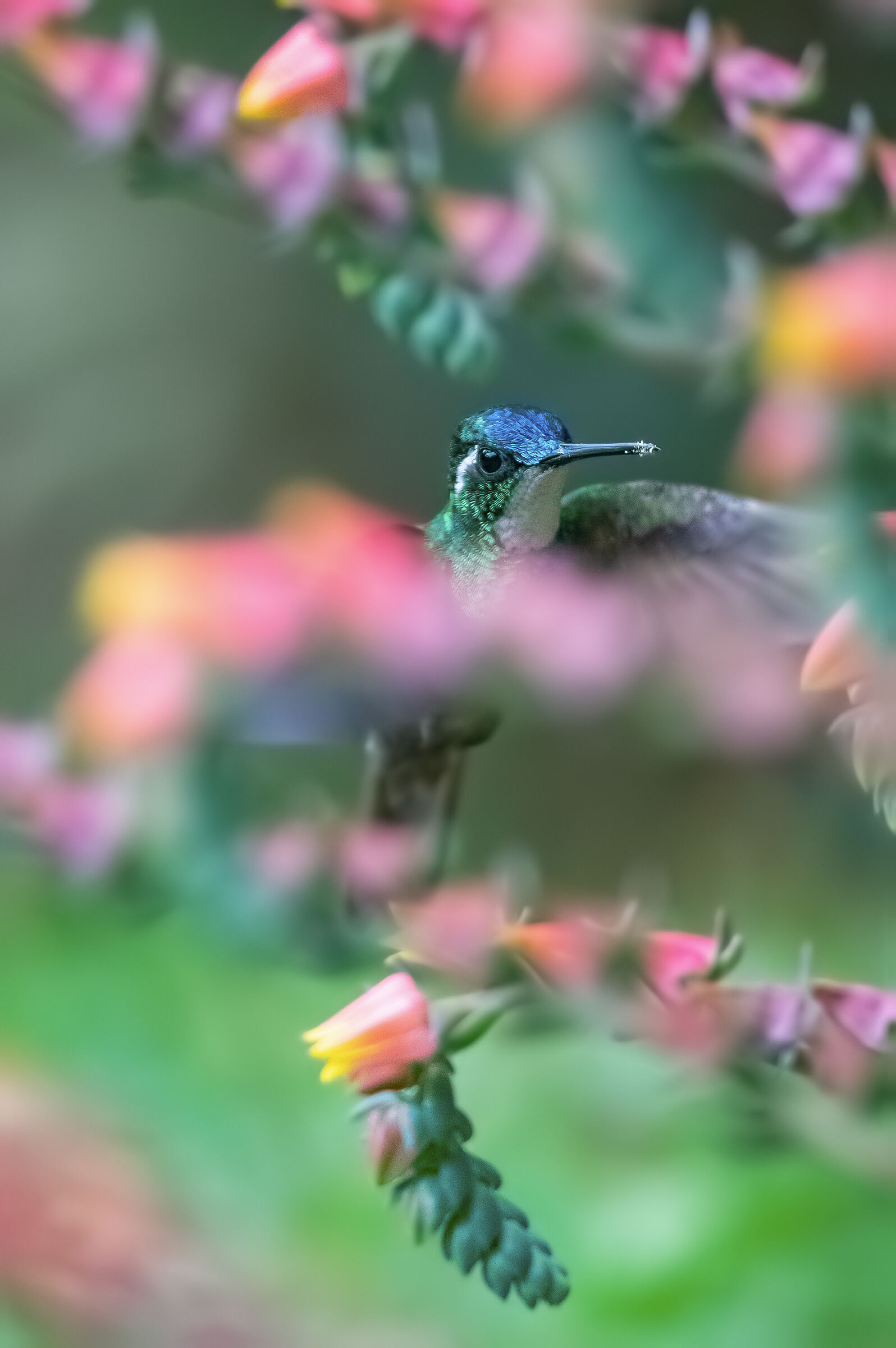 nascondiglio fioreale