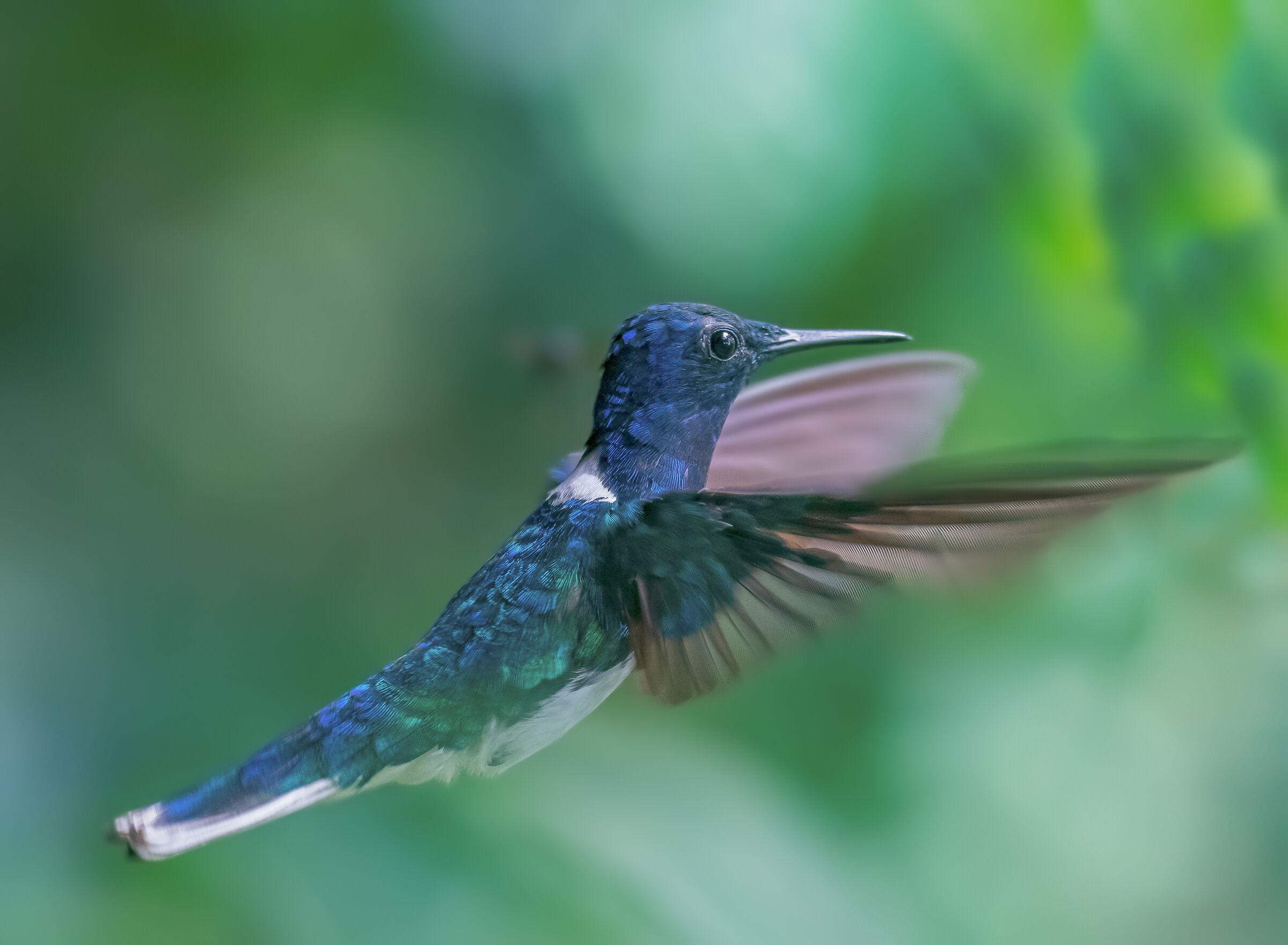 colibri in volo