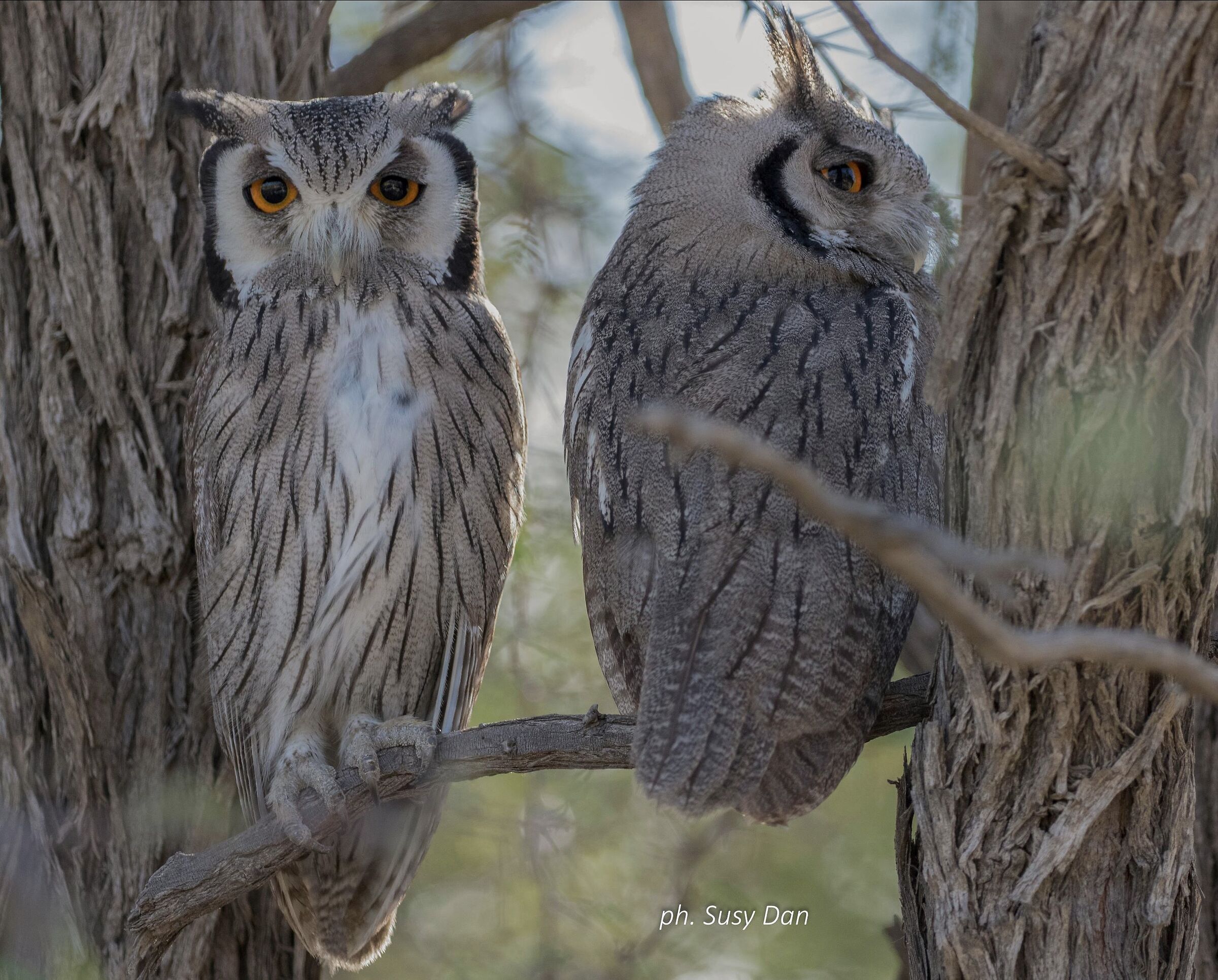 Gufi dal bello sguardo
