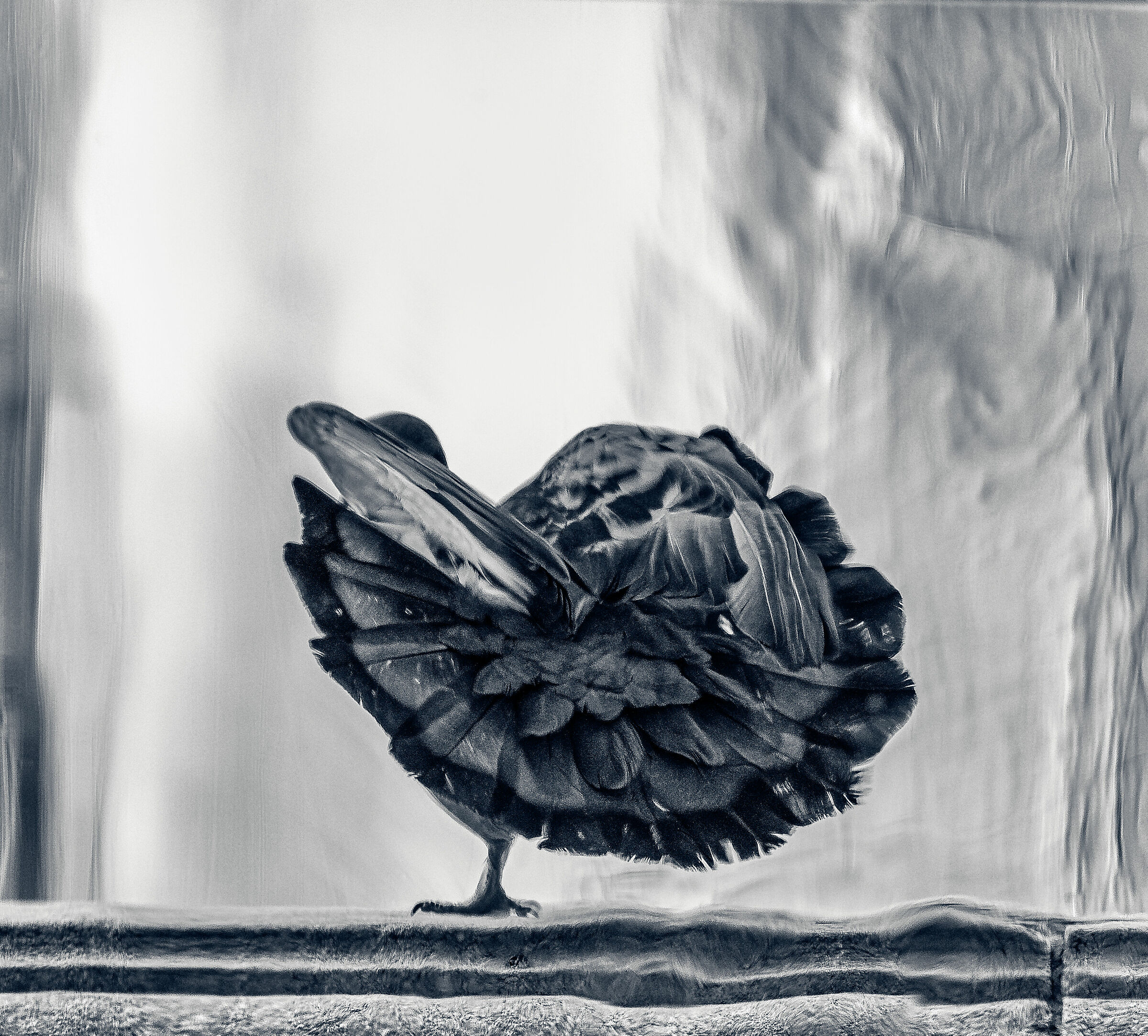 Piccione dietro il vetro della finestra