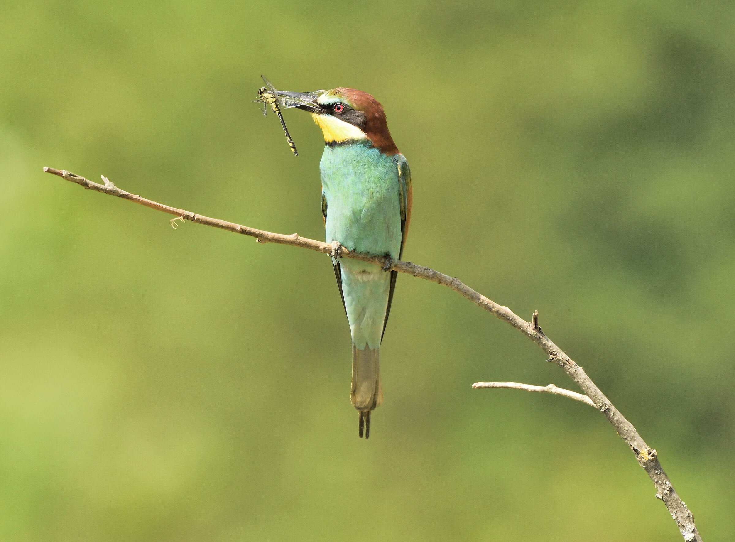 gruccione with dragonfly