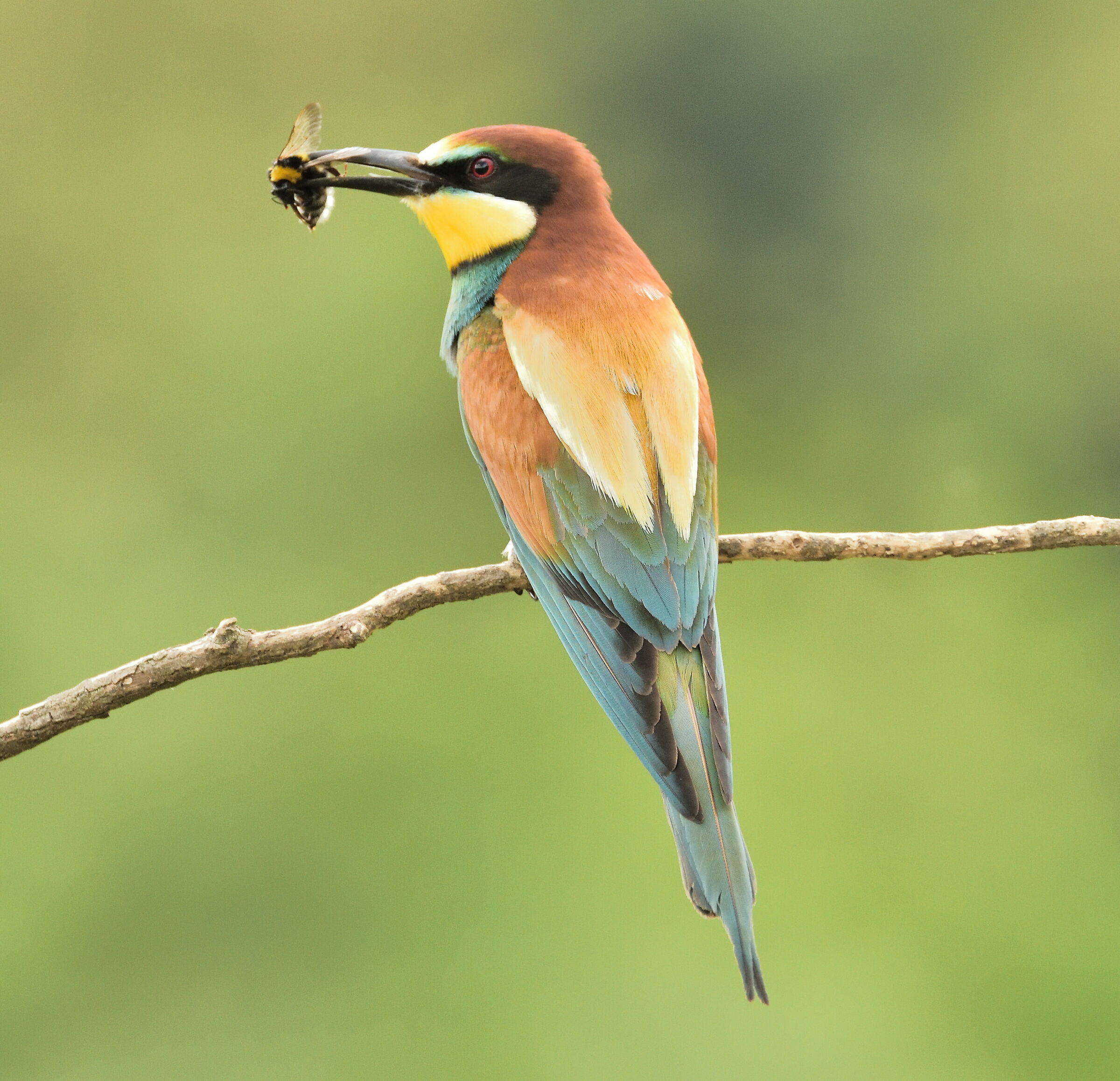 Bee-eater