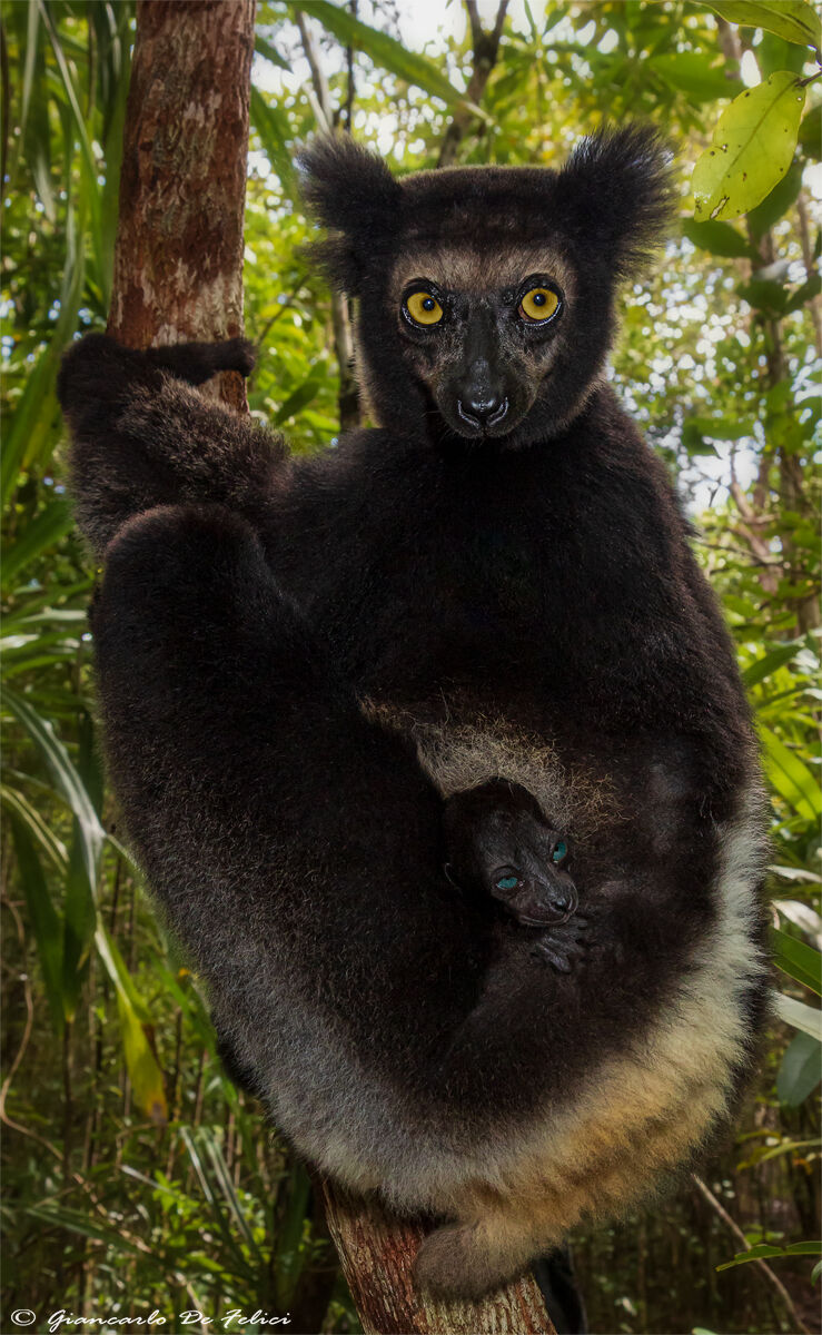Papà Indri