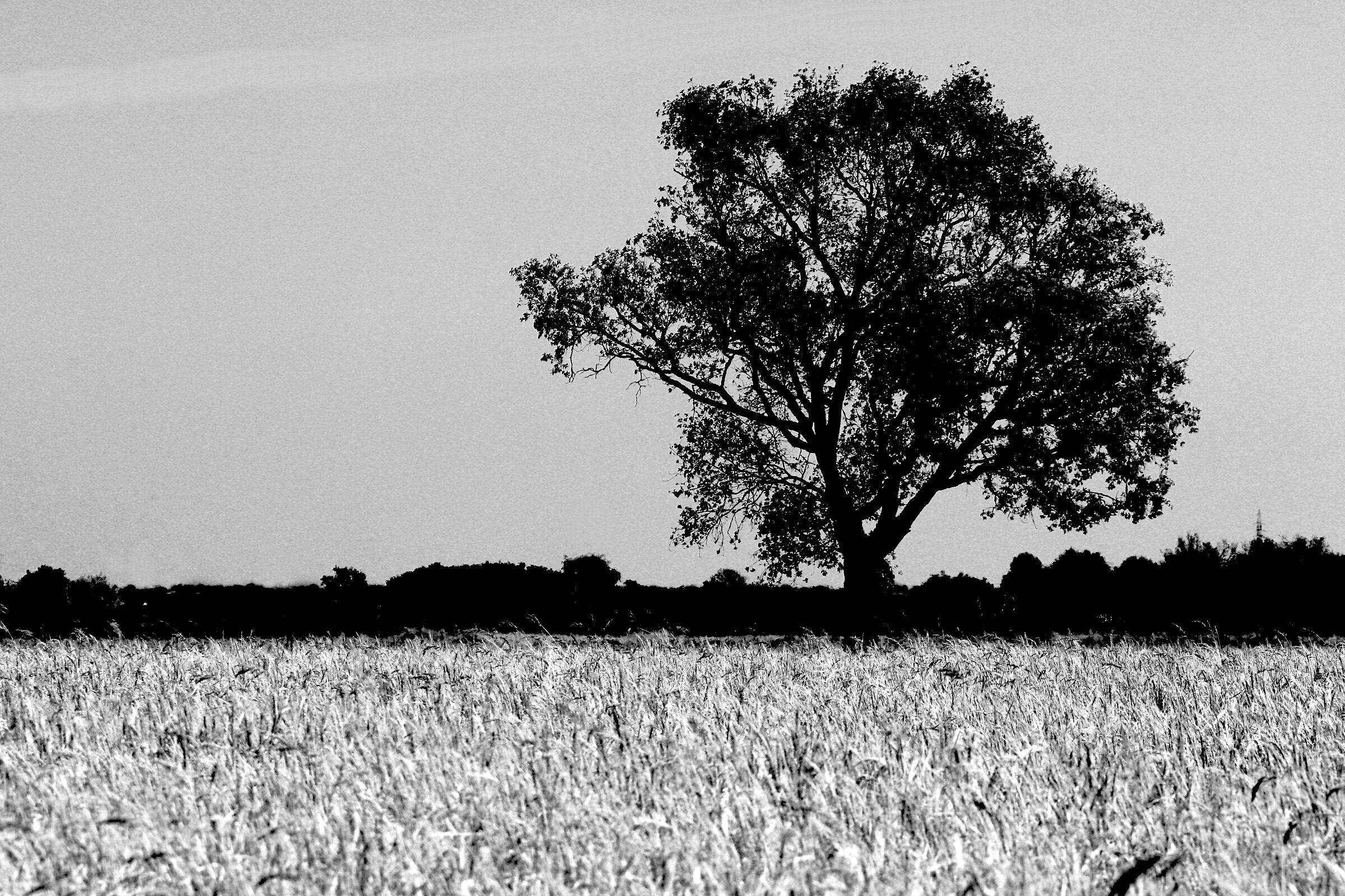 The tree and the rice