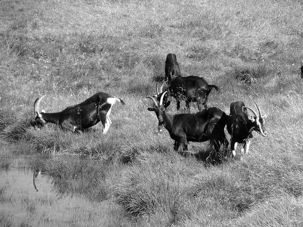 Goats in the mountains