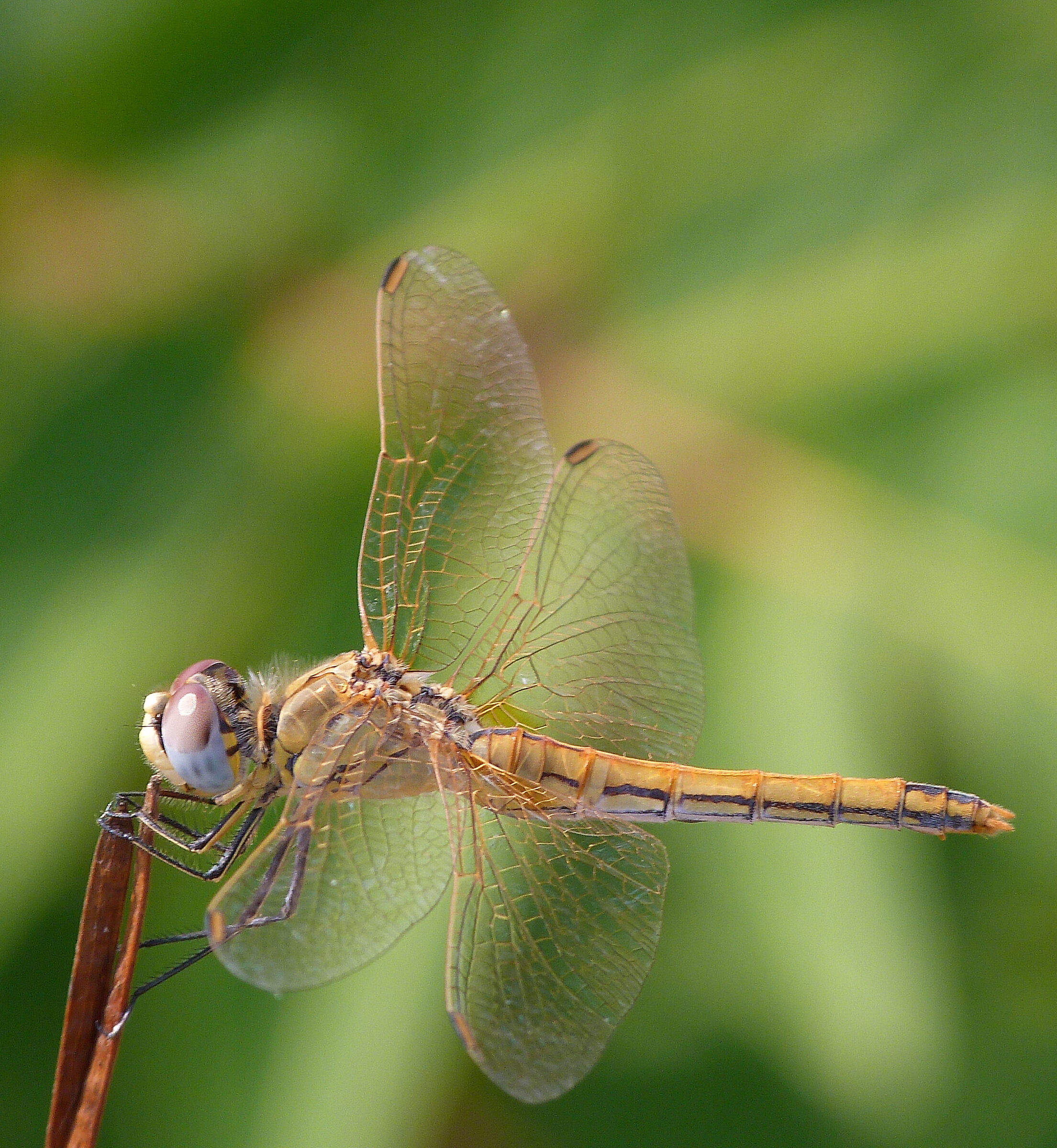 libellula