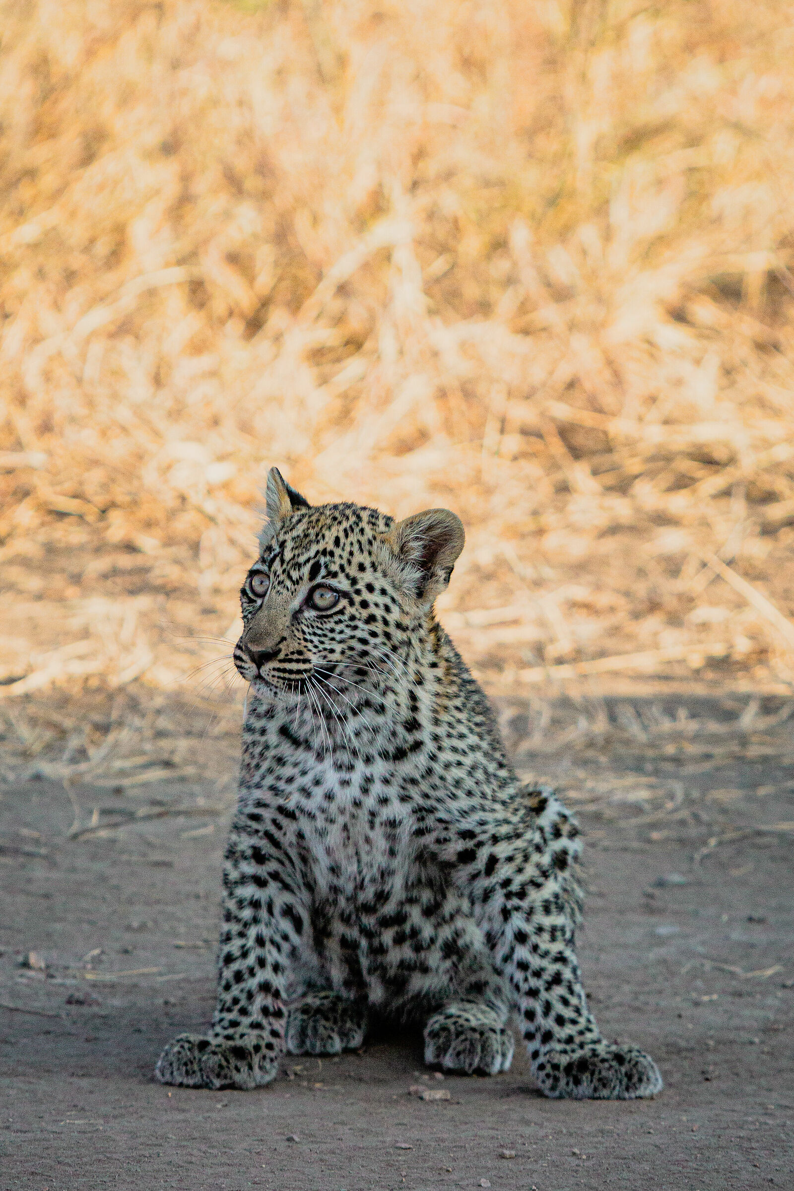 Baby Leopard