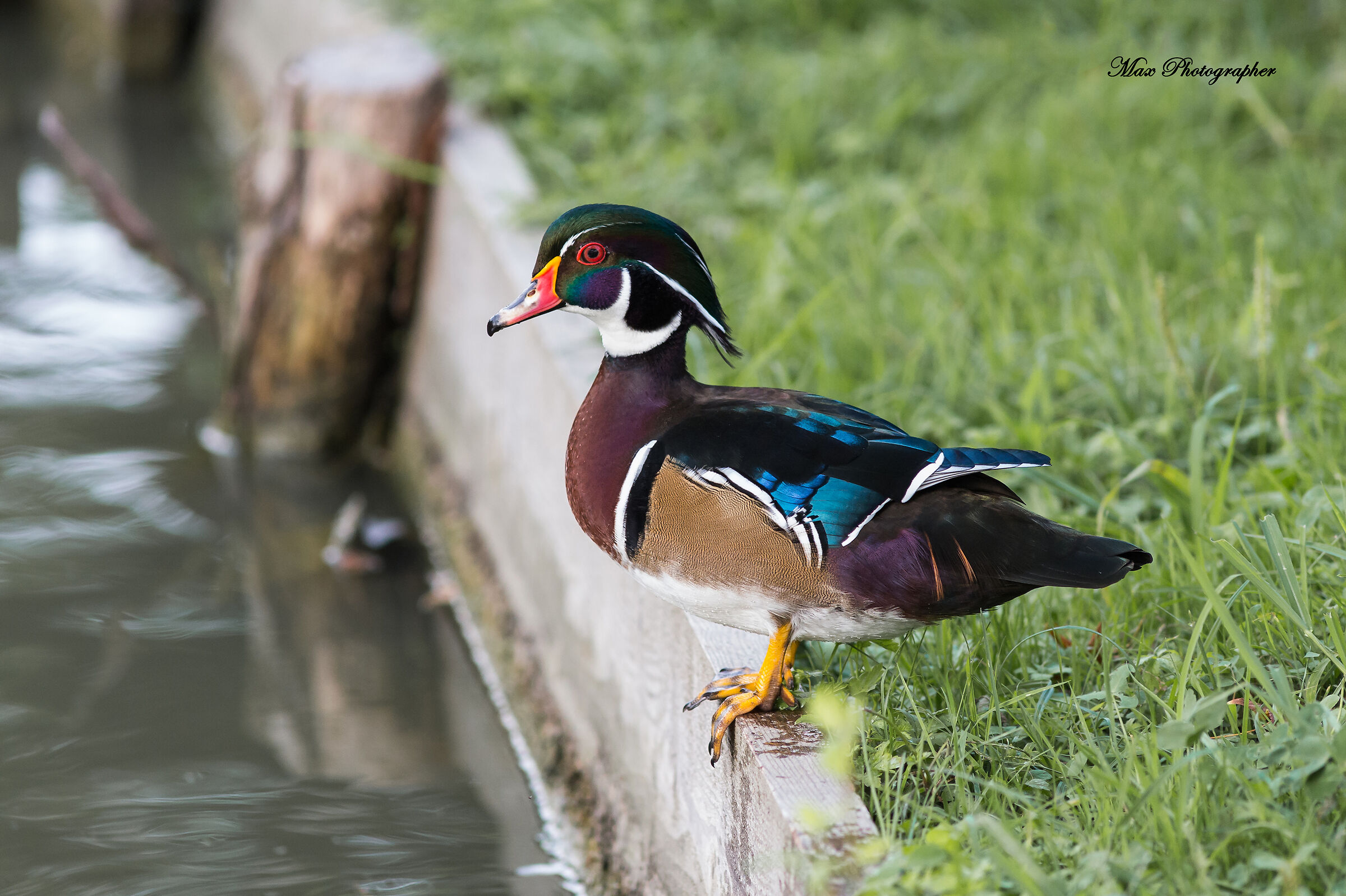 Carolina (Aix sponsa)