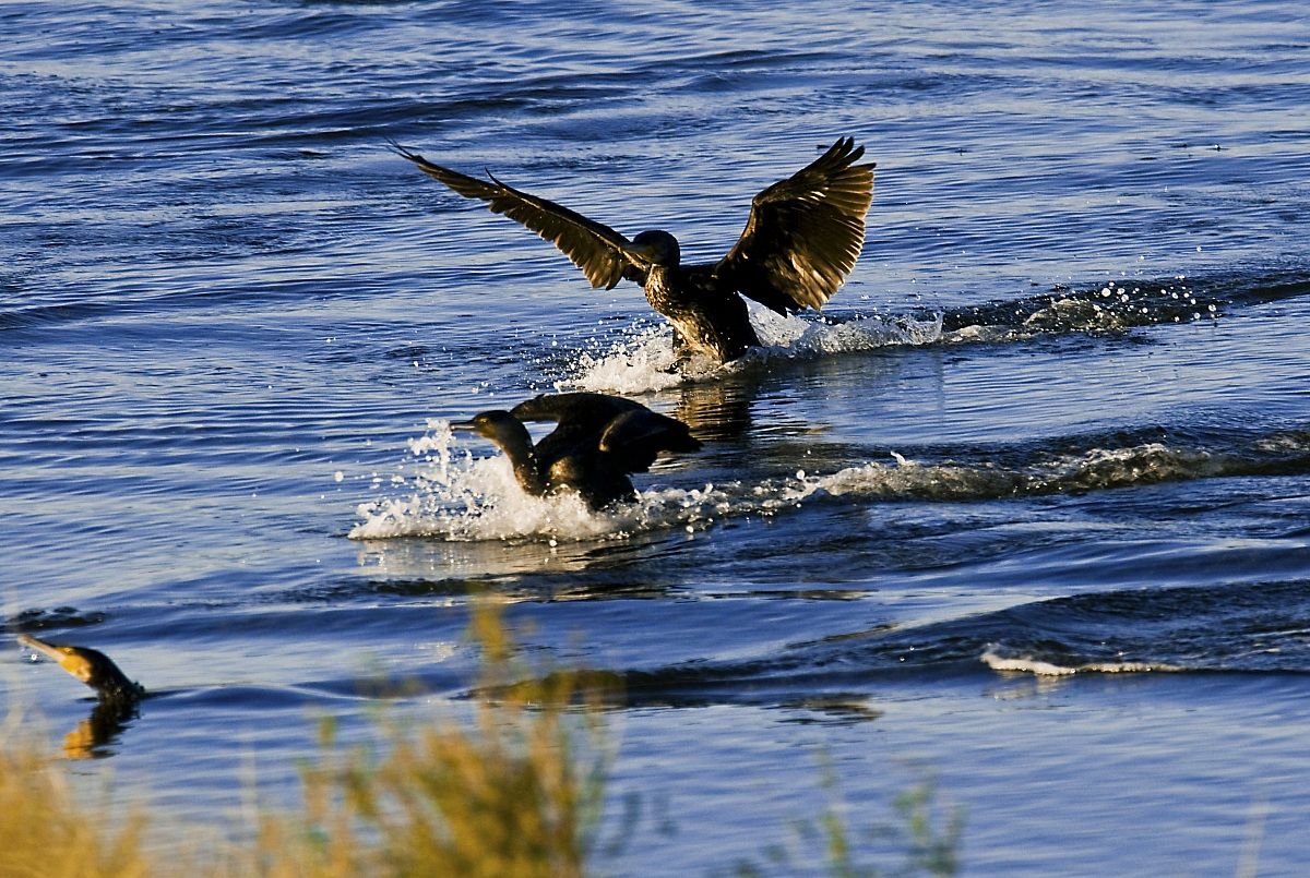 Cormorants