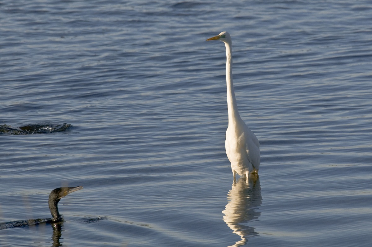 Most Egret & Cormorant