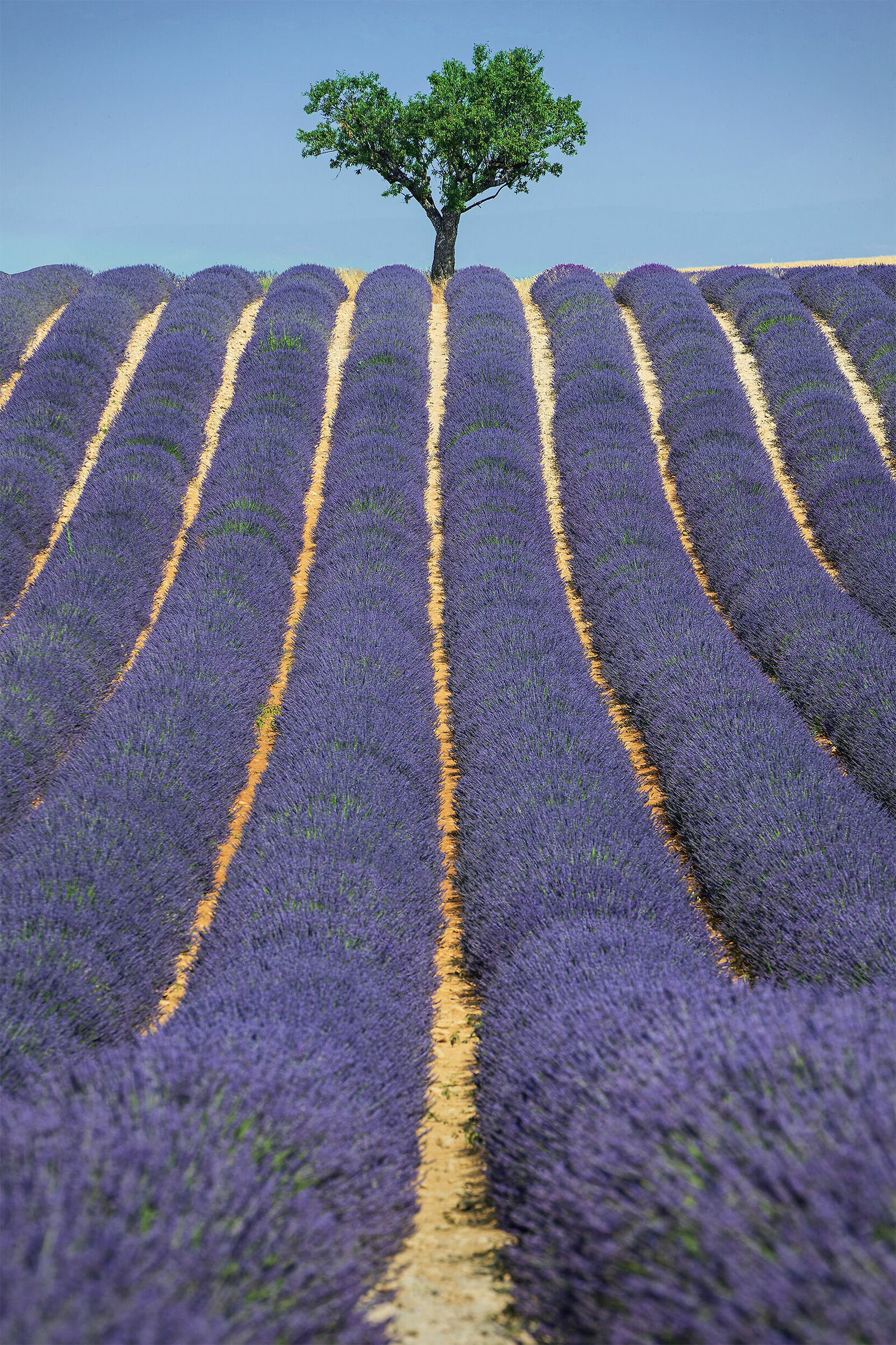 The Lines of Lavender