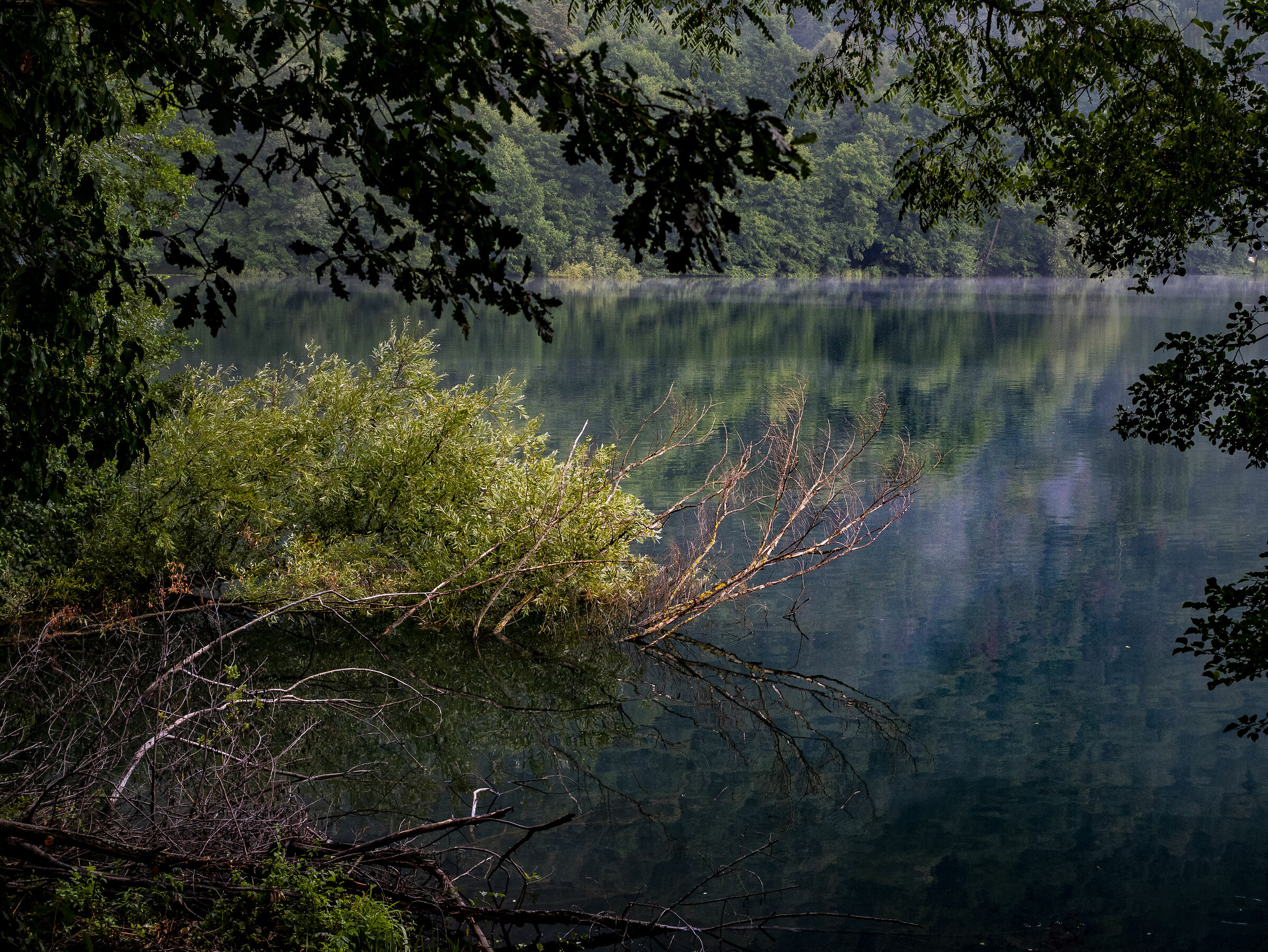 Vegetazione in emersione