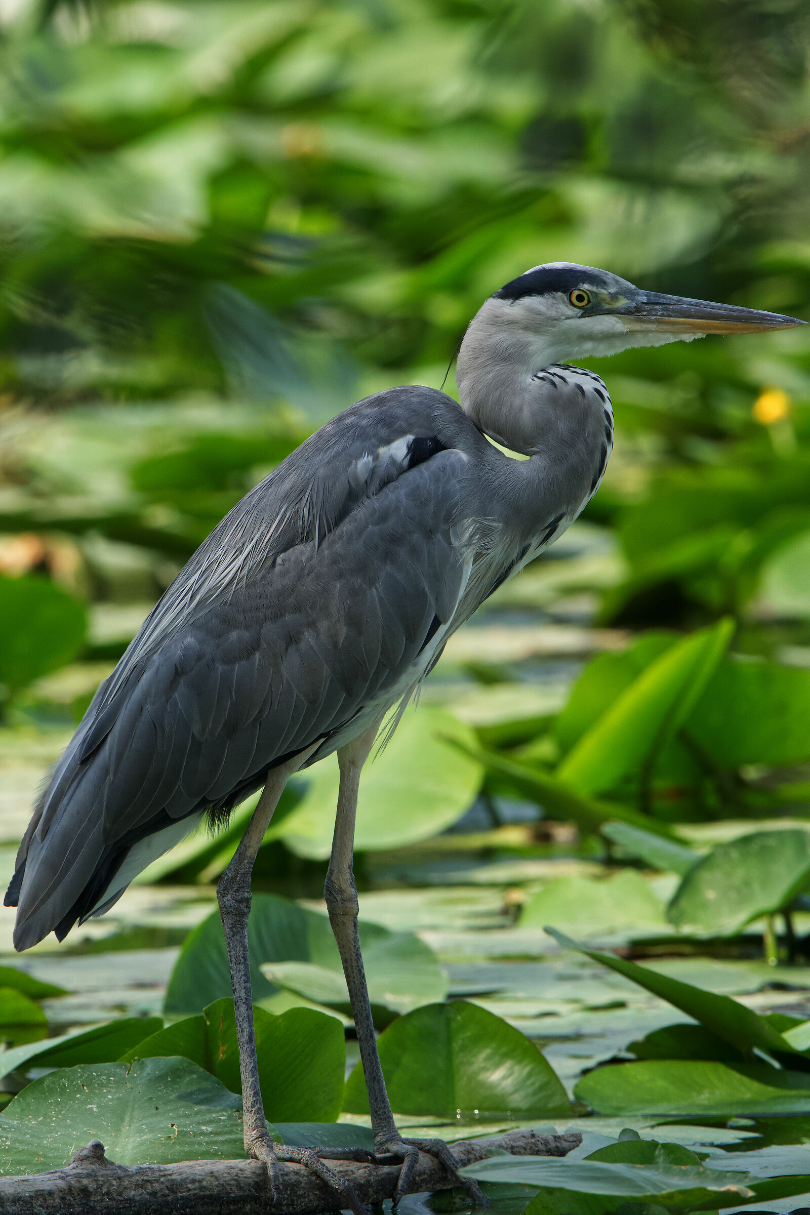 Cinerino Heron