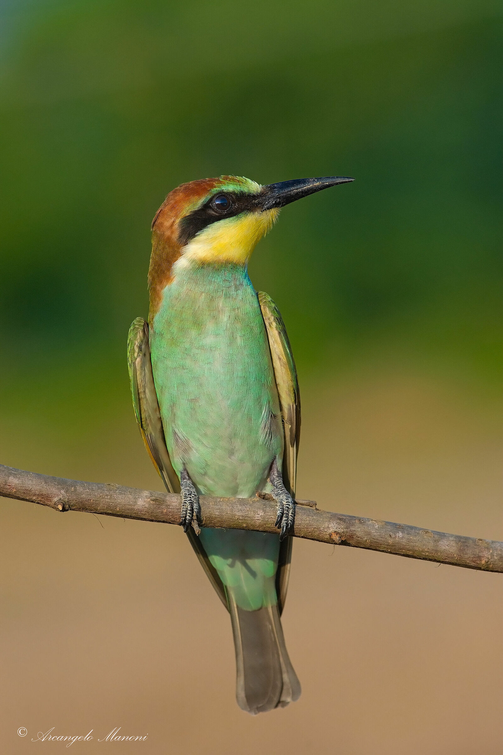 Ready to return to Africa